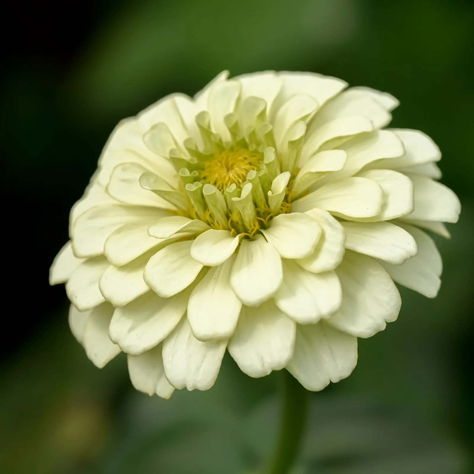 Key Lime Pie Blend Zinnia