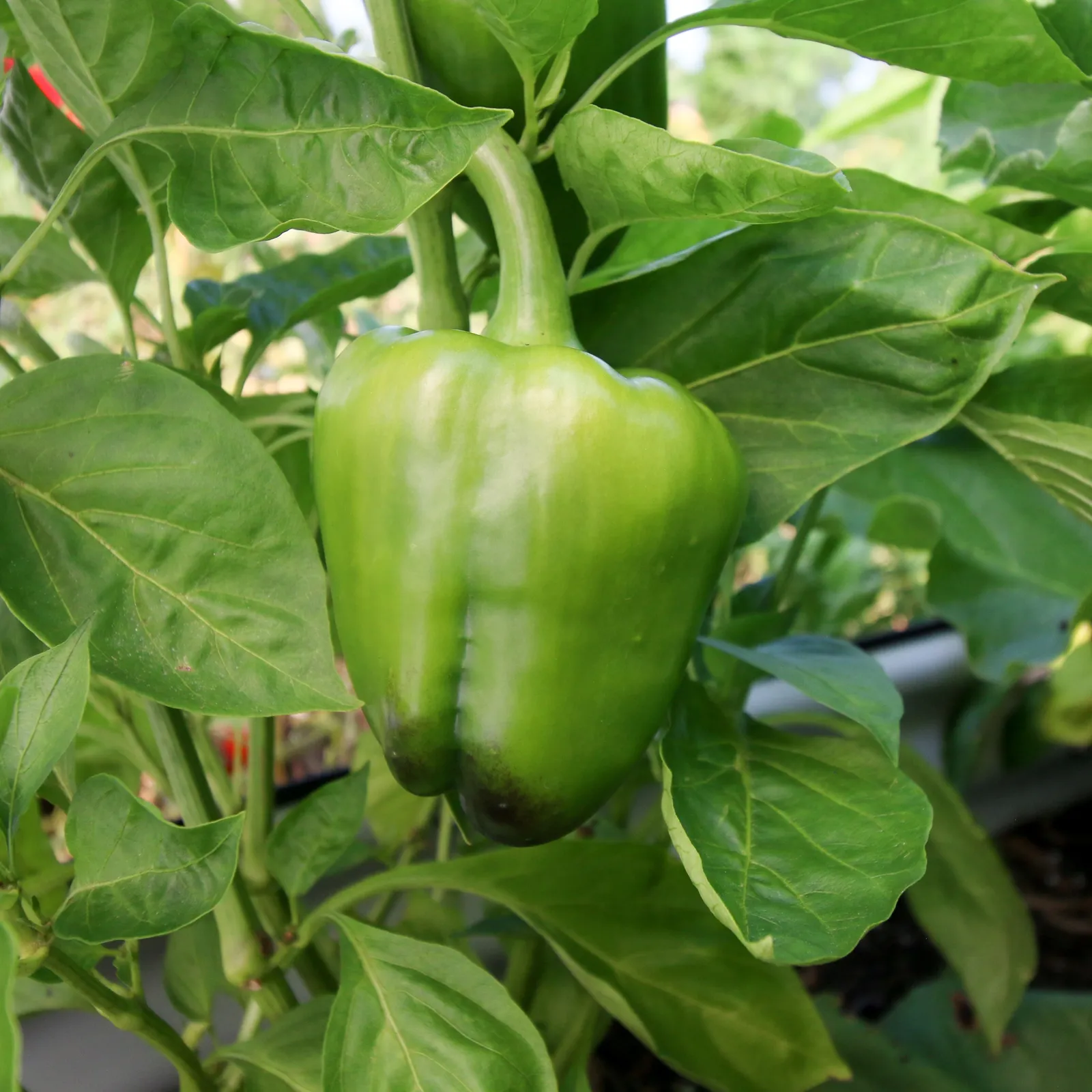 Keystone Giant Bell Peppers