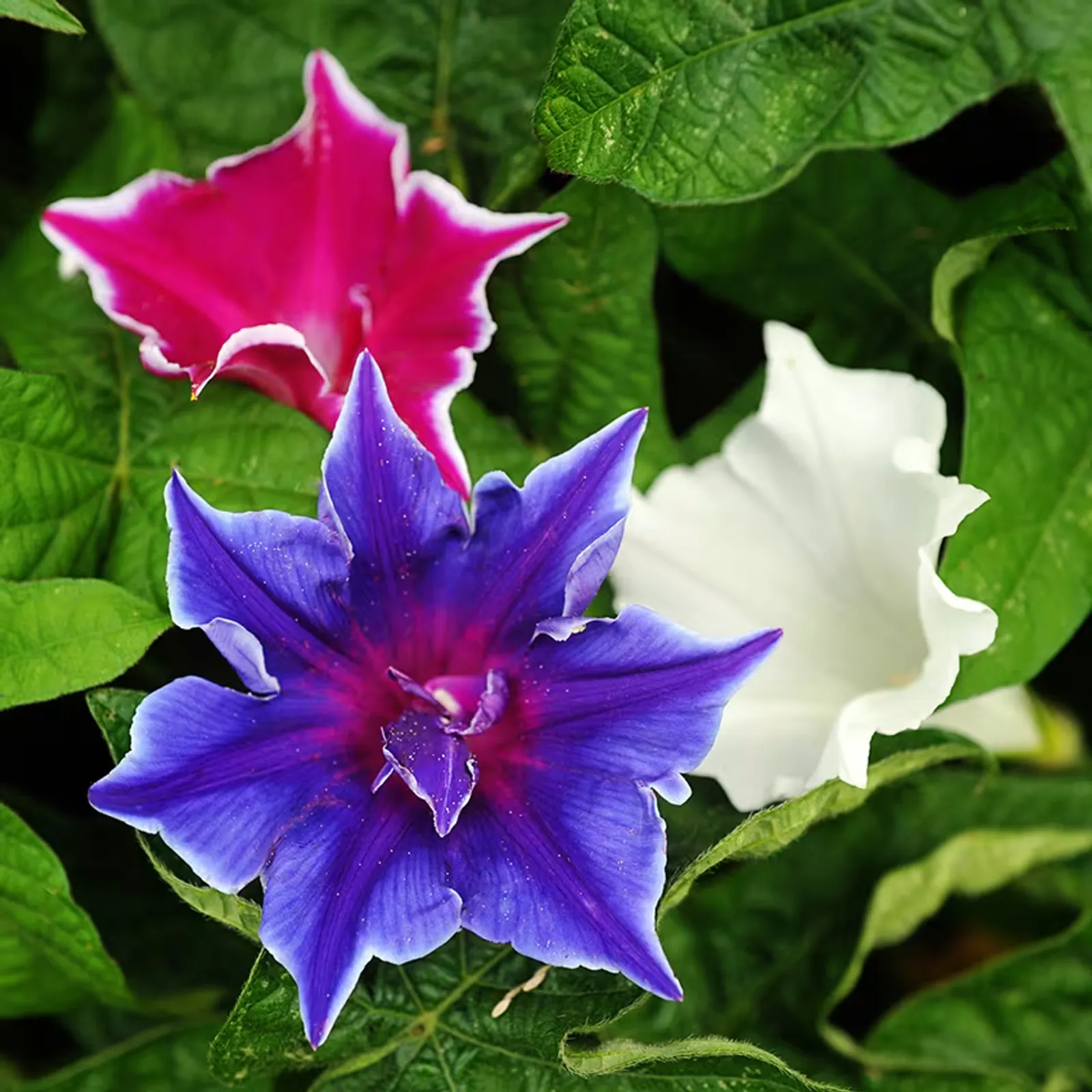 Kikyozaki Mixed Morning Glory