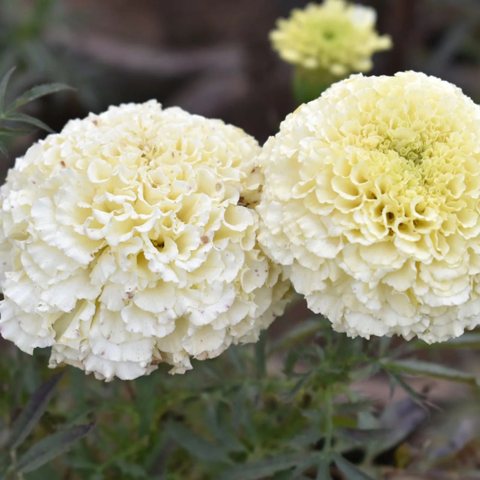 African Marigold