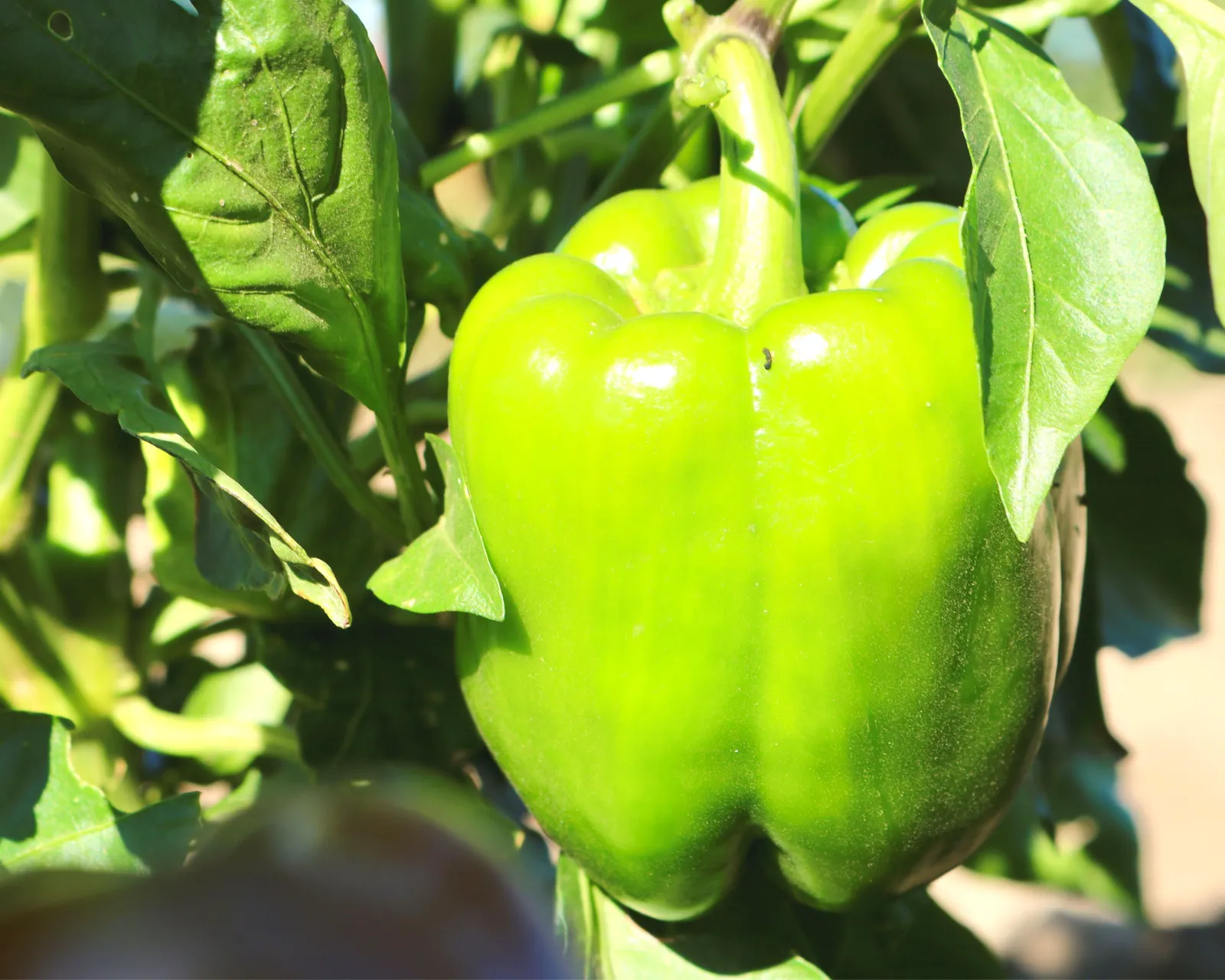 King Arthur Hybrid Bell Peppers