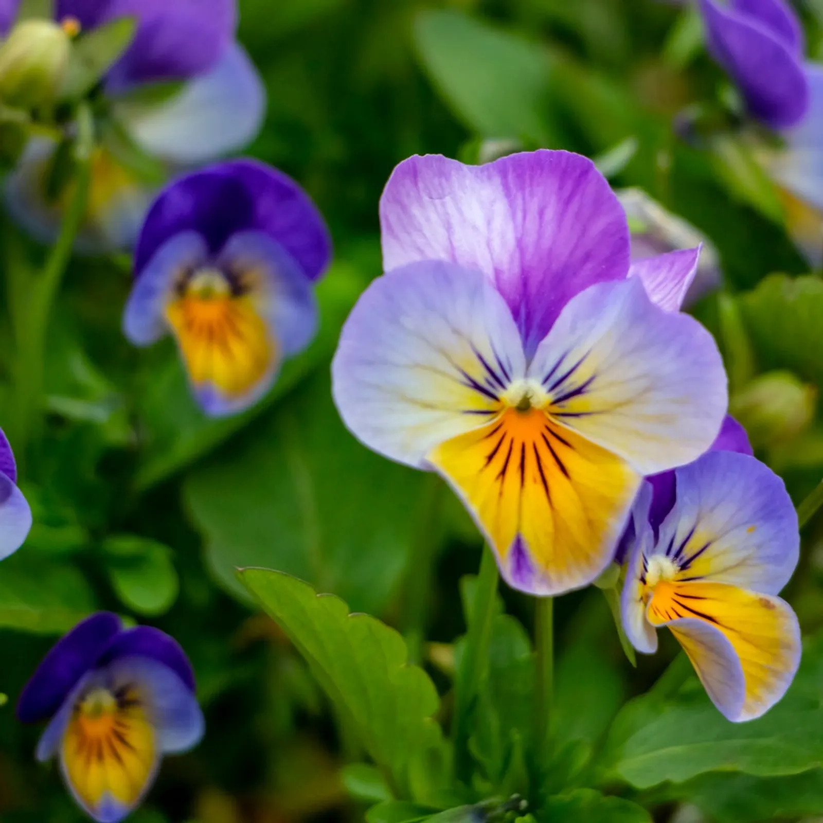 King Henry Viola Pansy