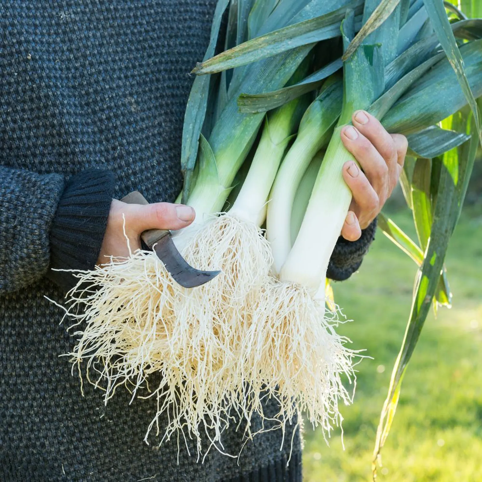 King Richard Leeks