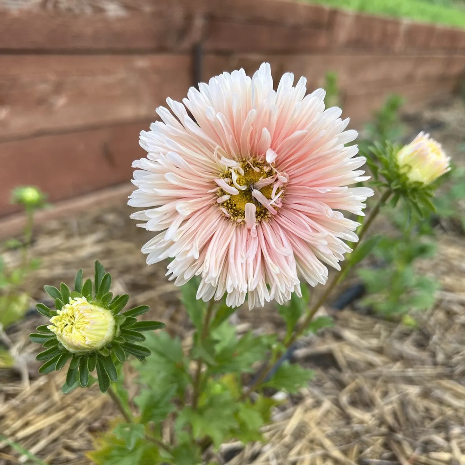 King Size Apricot Aster