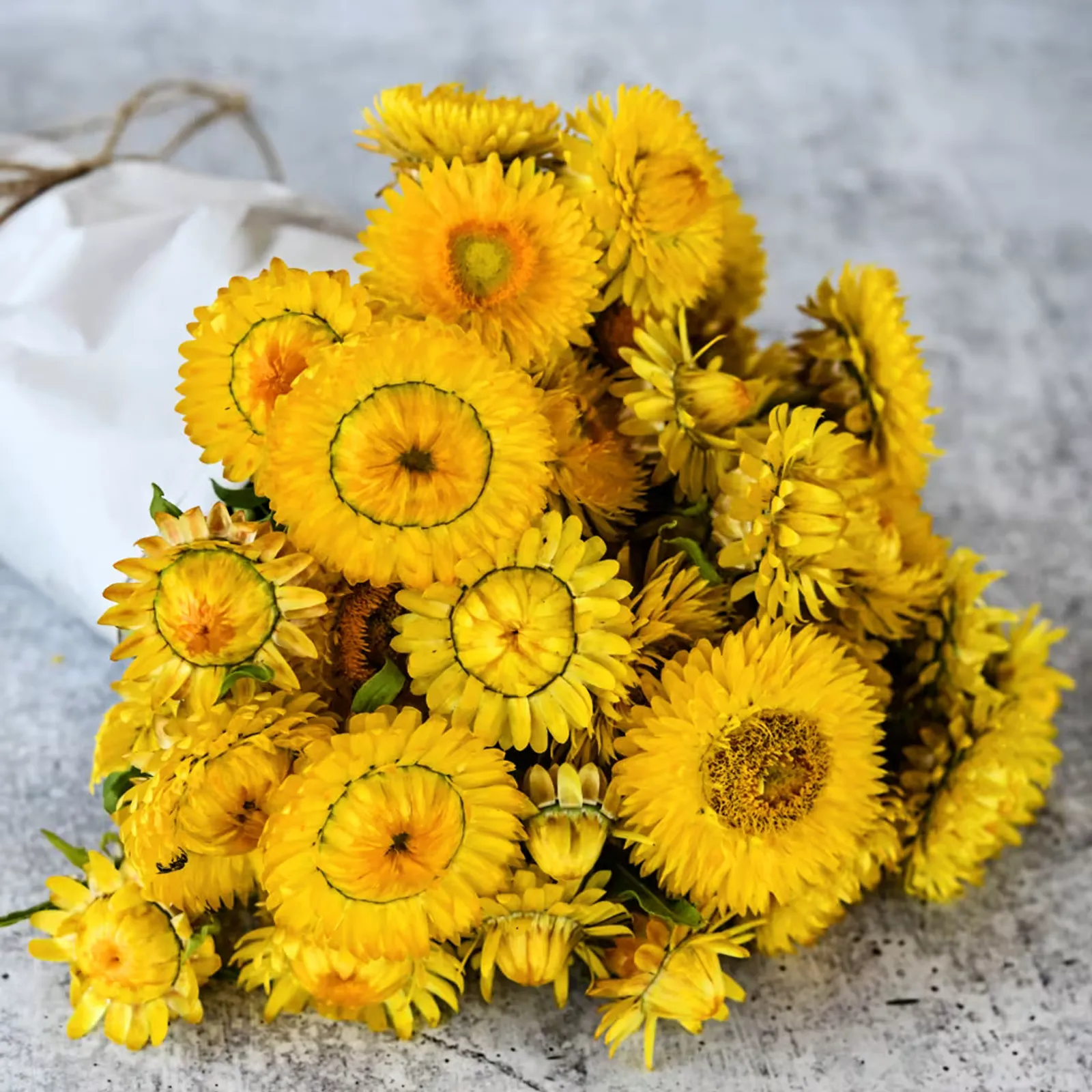 King Size Golden Strawflower