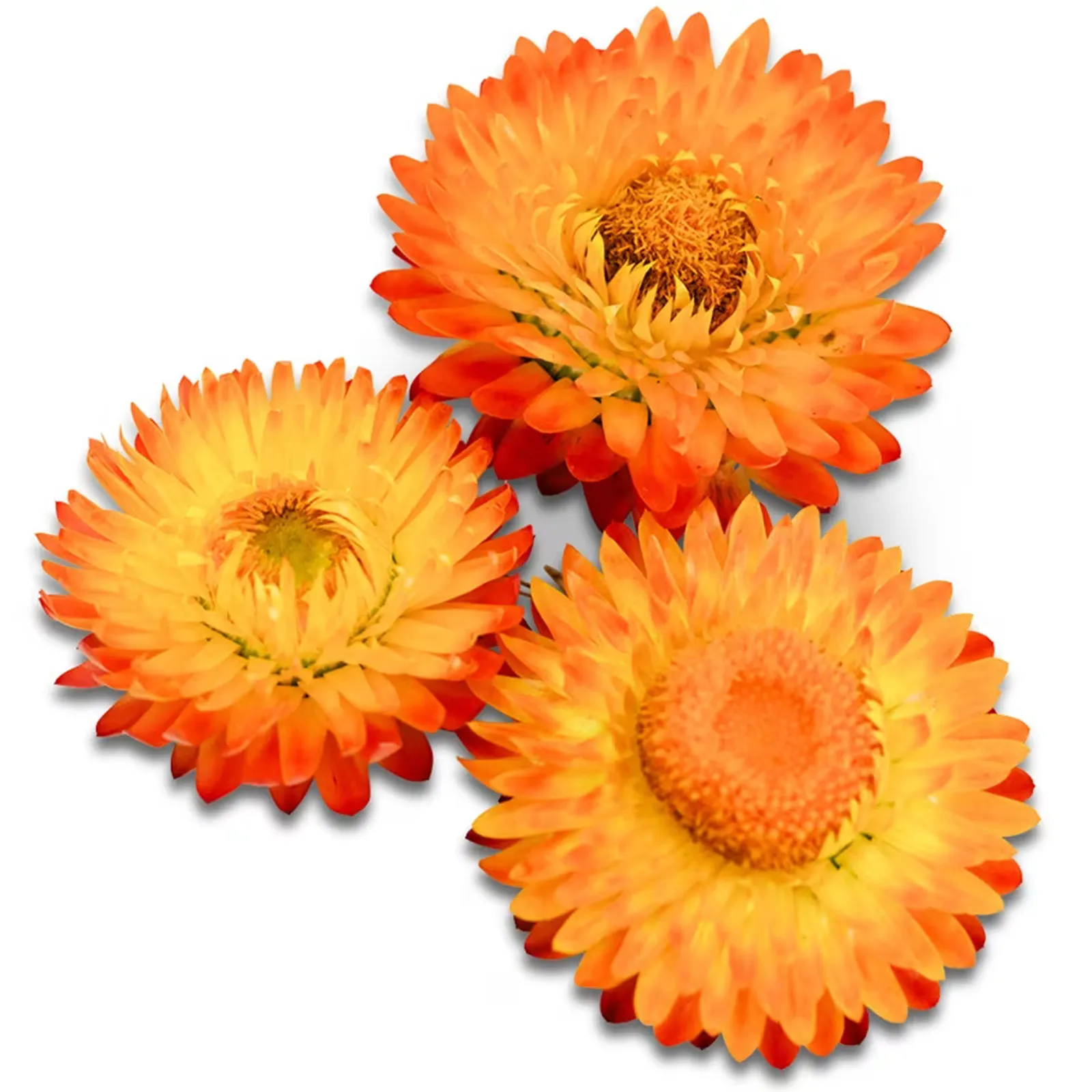 King Size Orange Strawflower