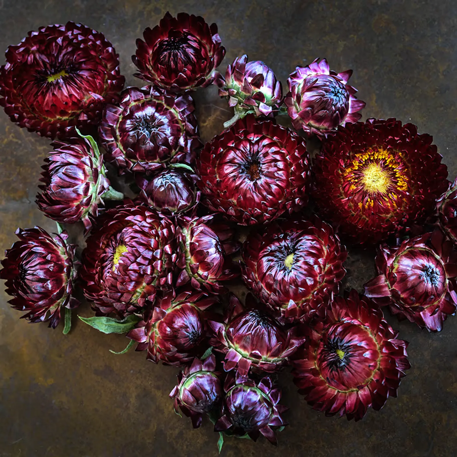 King Size Red Strawflower