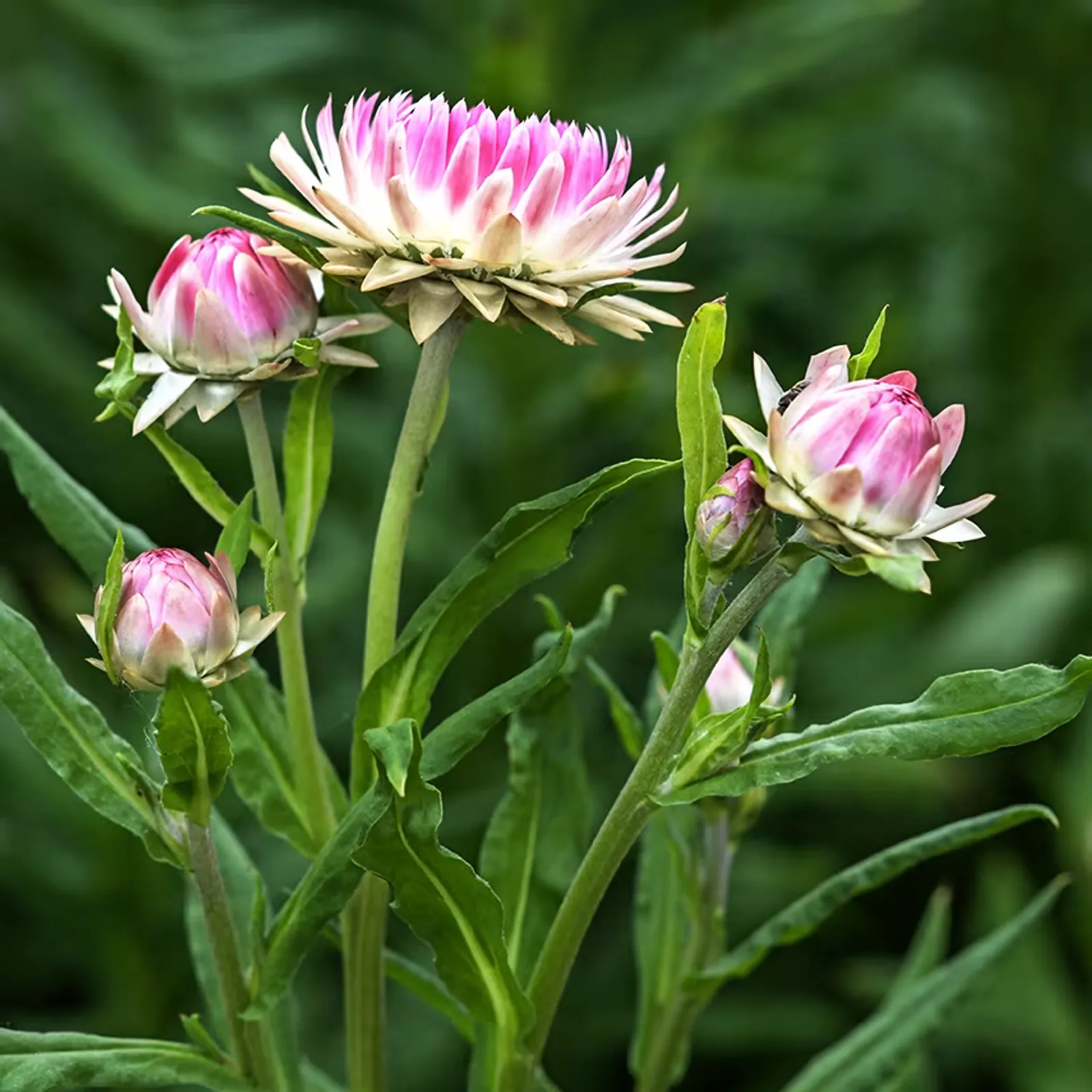 King Size Silvery Rose Strawflower