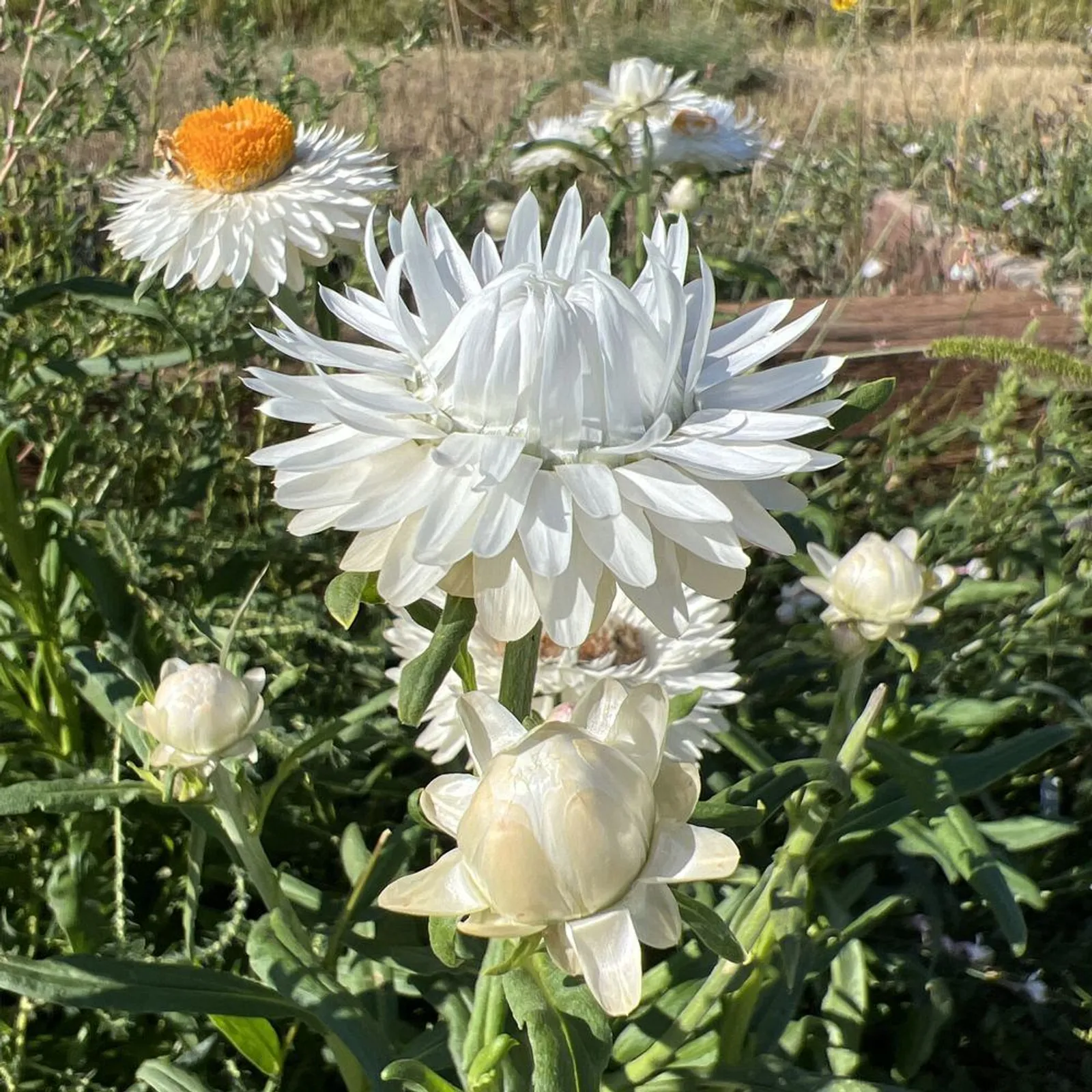 King Size Silvery White Strawflower