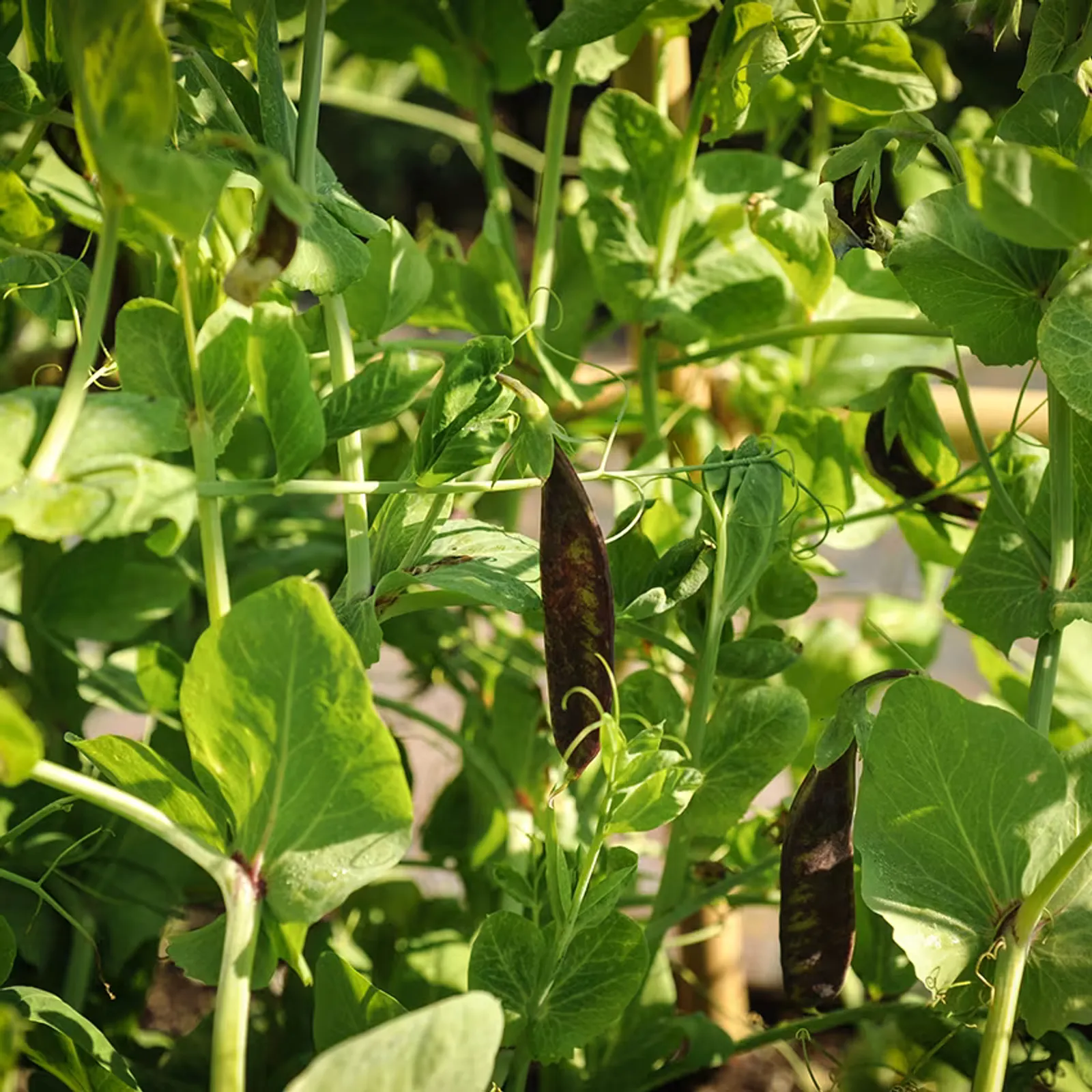 Purple Podded Peas
