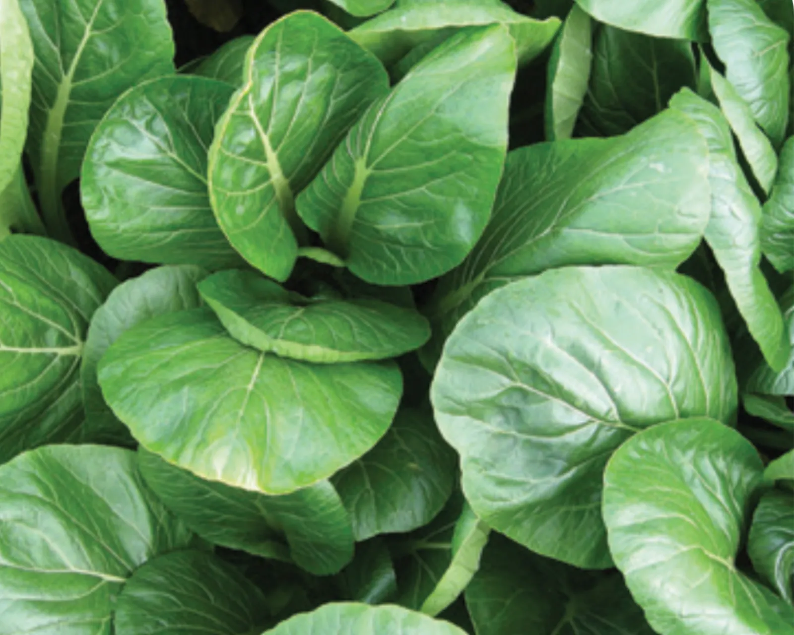 Komatsuna (Japanese Spinach) Mustard