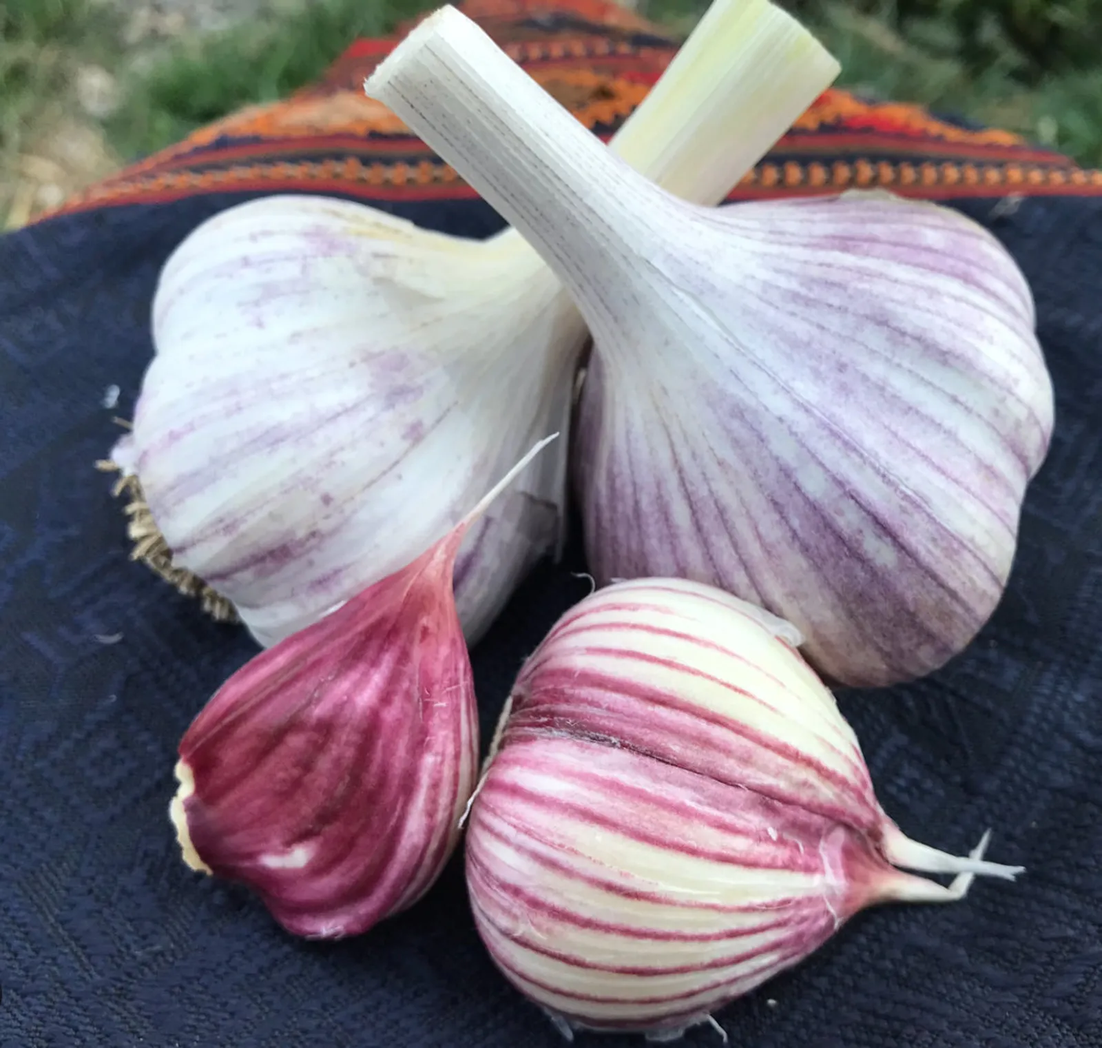 Korean Red Garlic
