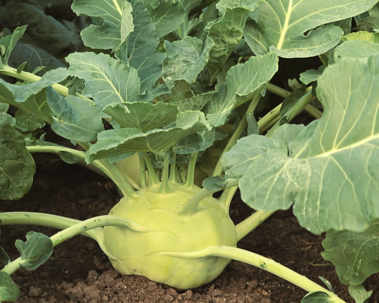 Kossak Kohlrabi