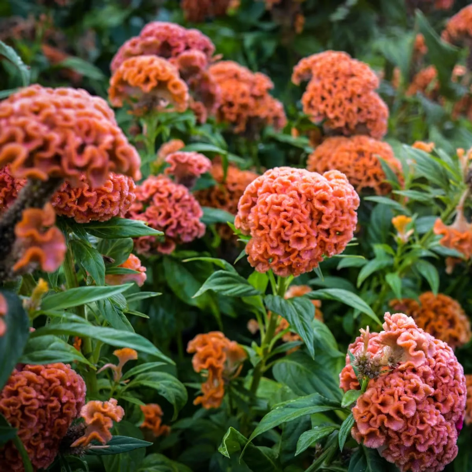 Kumquat Orange Celosia