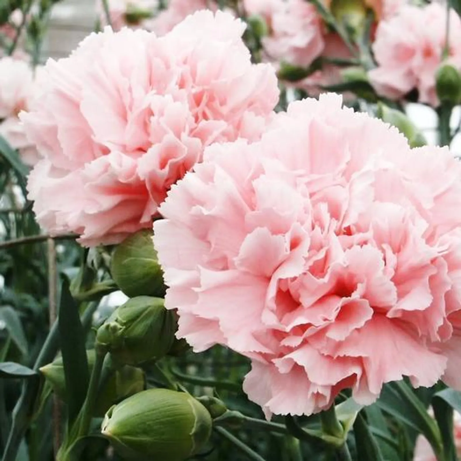 La France Carnation Dianthus