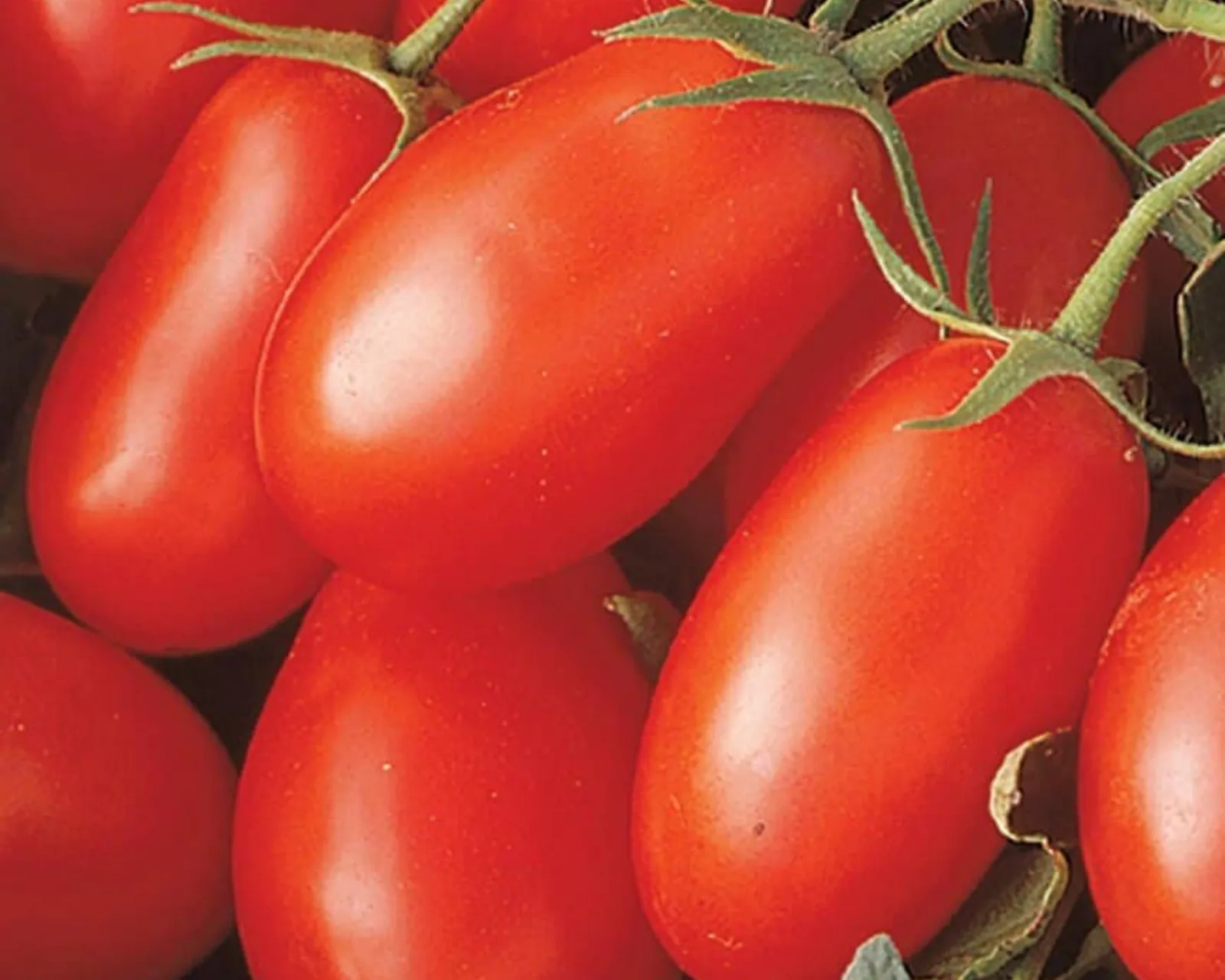 La Roma III Tomatoes