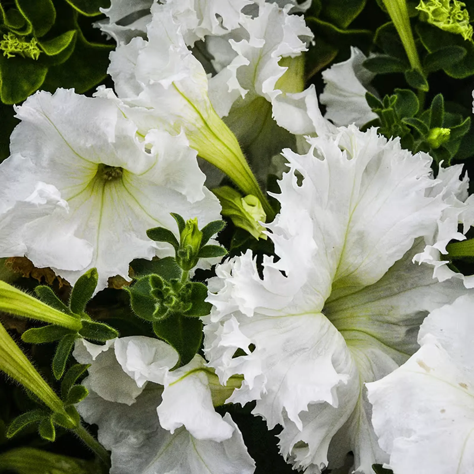 Lace Veil Petunia