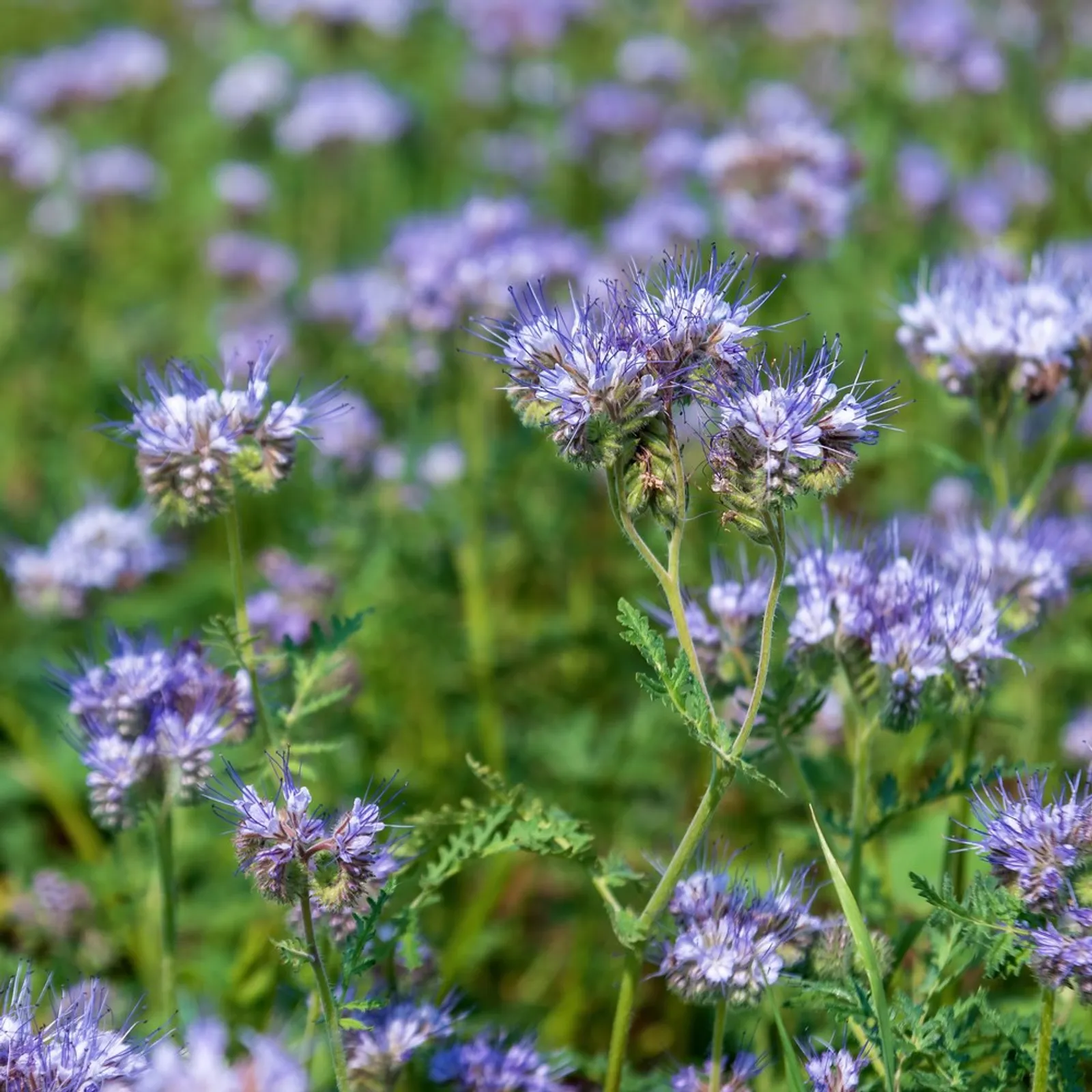 Lacy Phacelia Cover Crop Borage