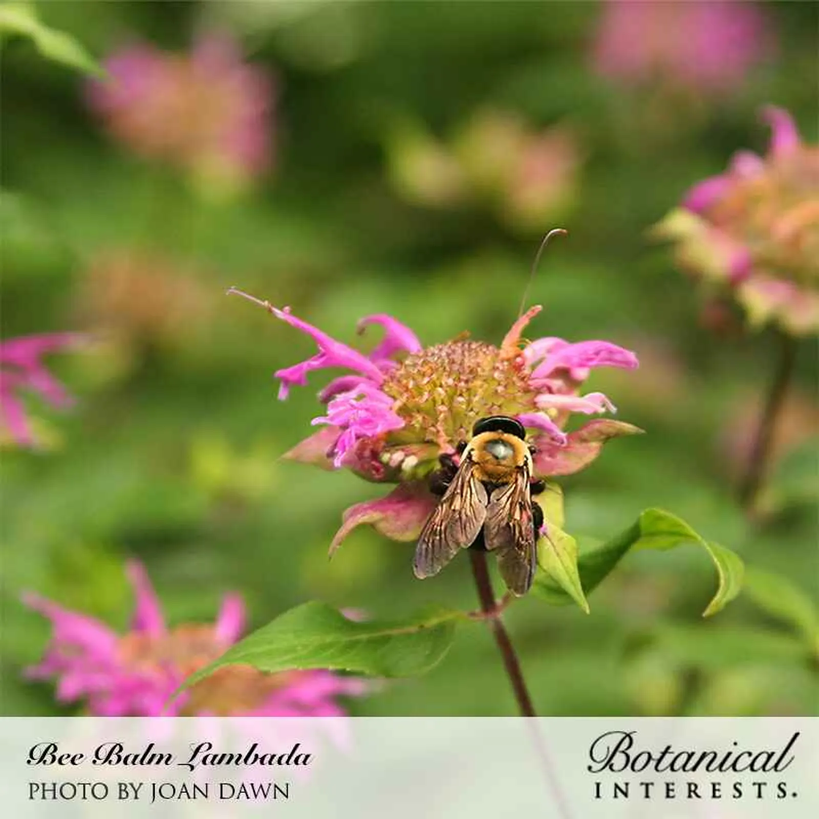 Lambada Bee Balm