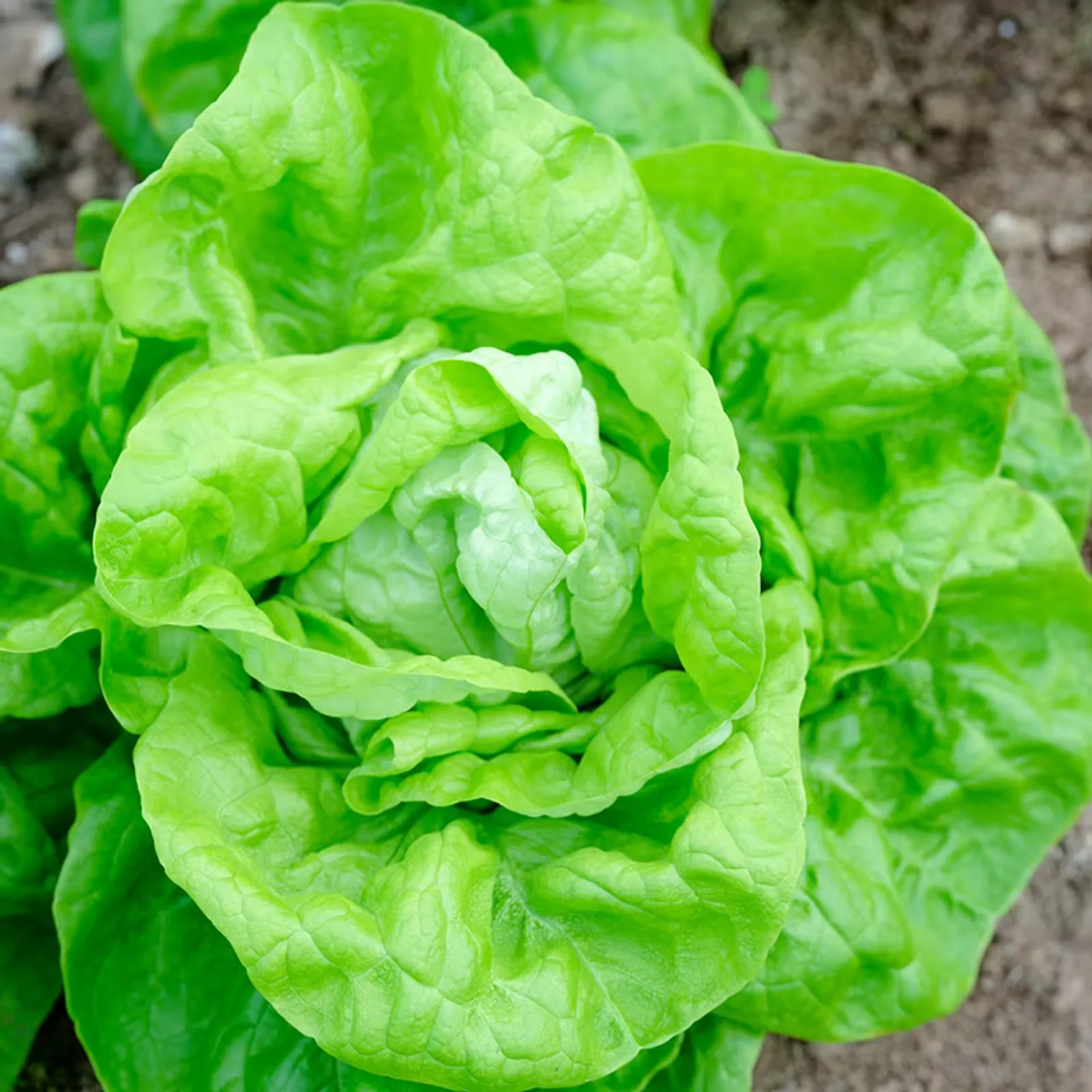 Landis Winter Lettuce