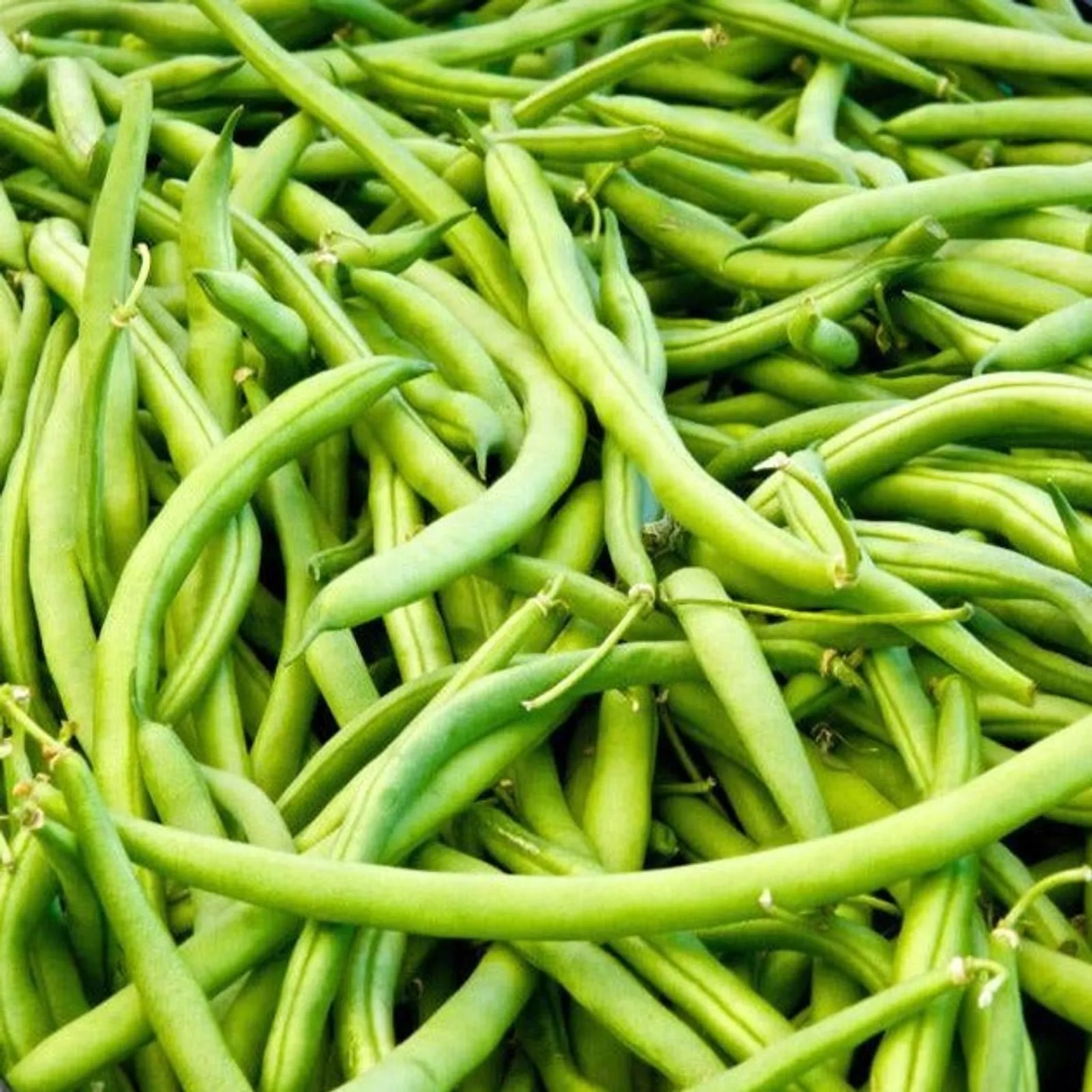 Landreth Beans