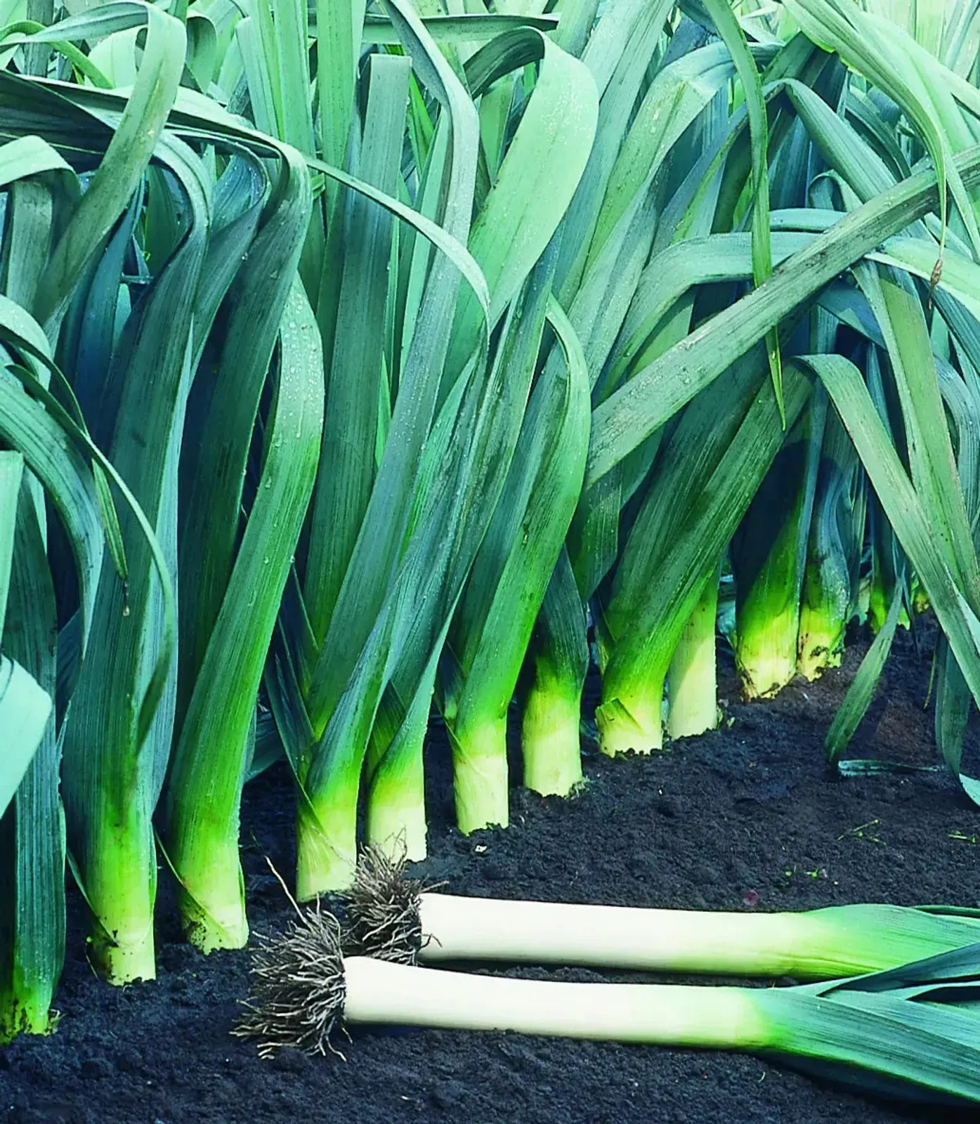 Large American Flag Leeks