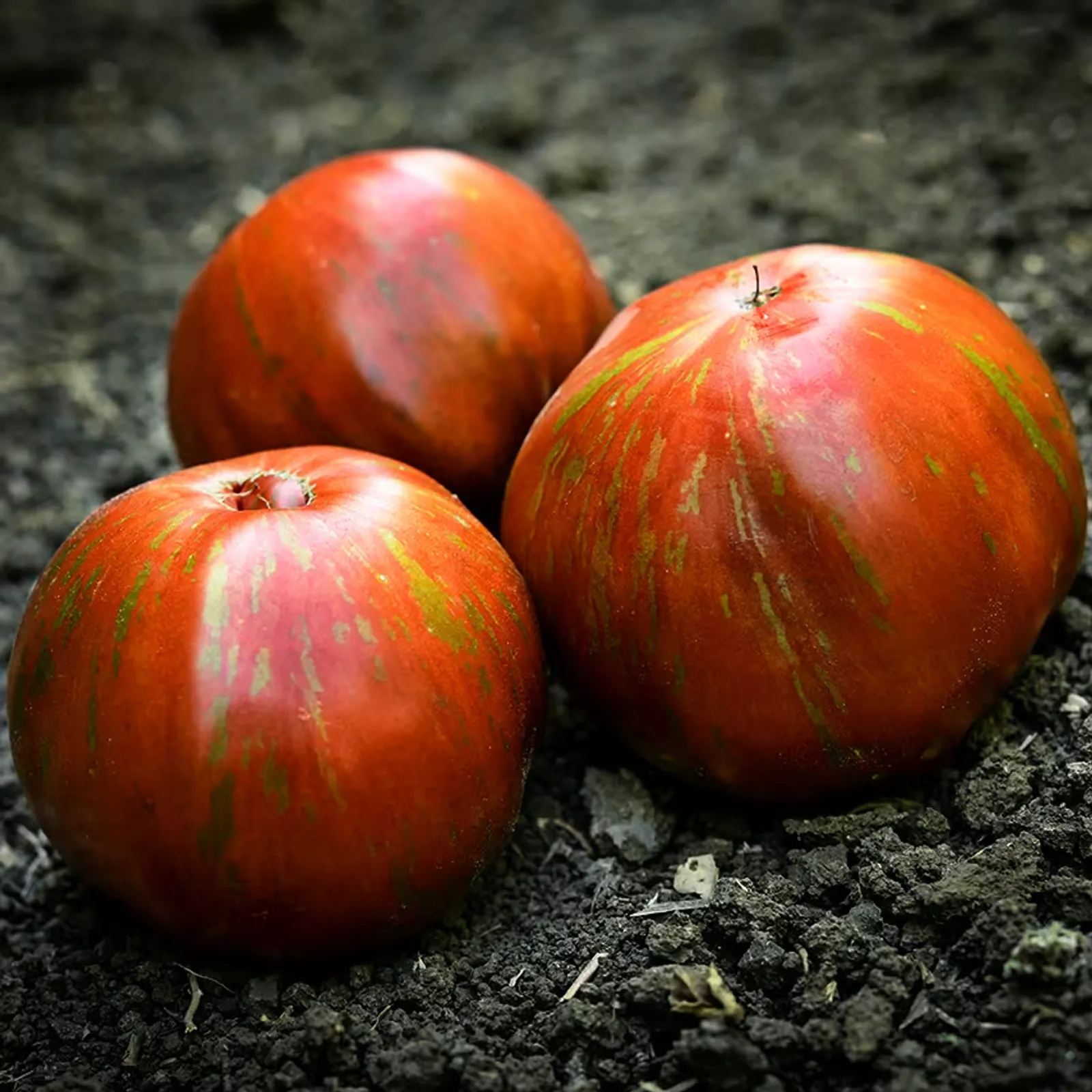 Large Barred Boar Tomatoes