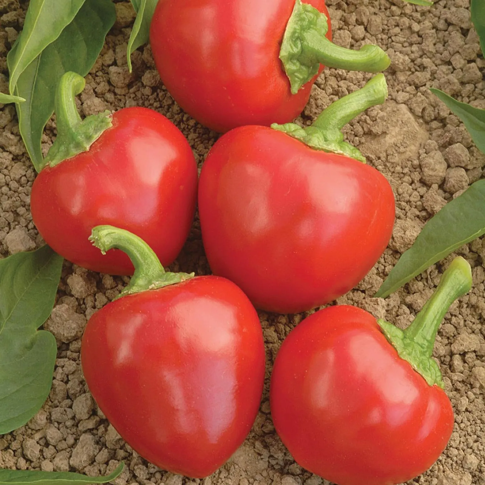 Large Cherry Peppers