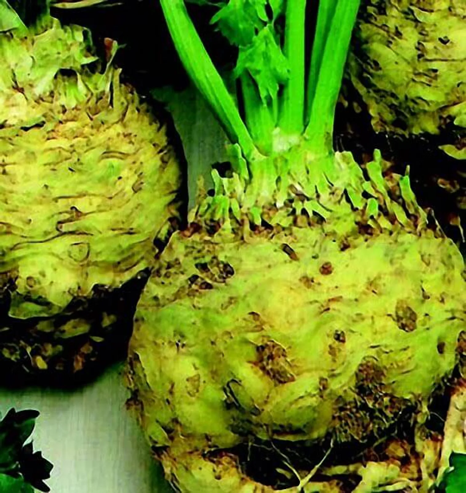 Large Smooth Prague Celeriac