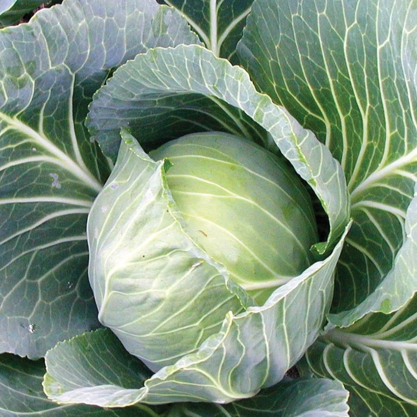 Premium Late Flat Dutch Cabbage