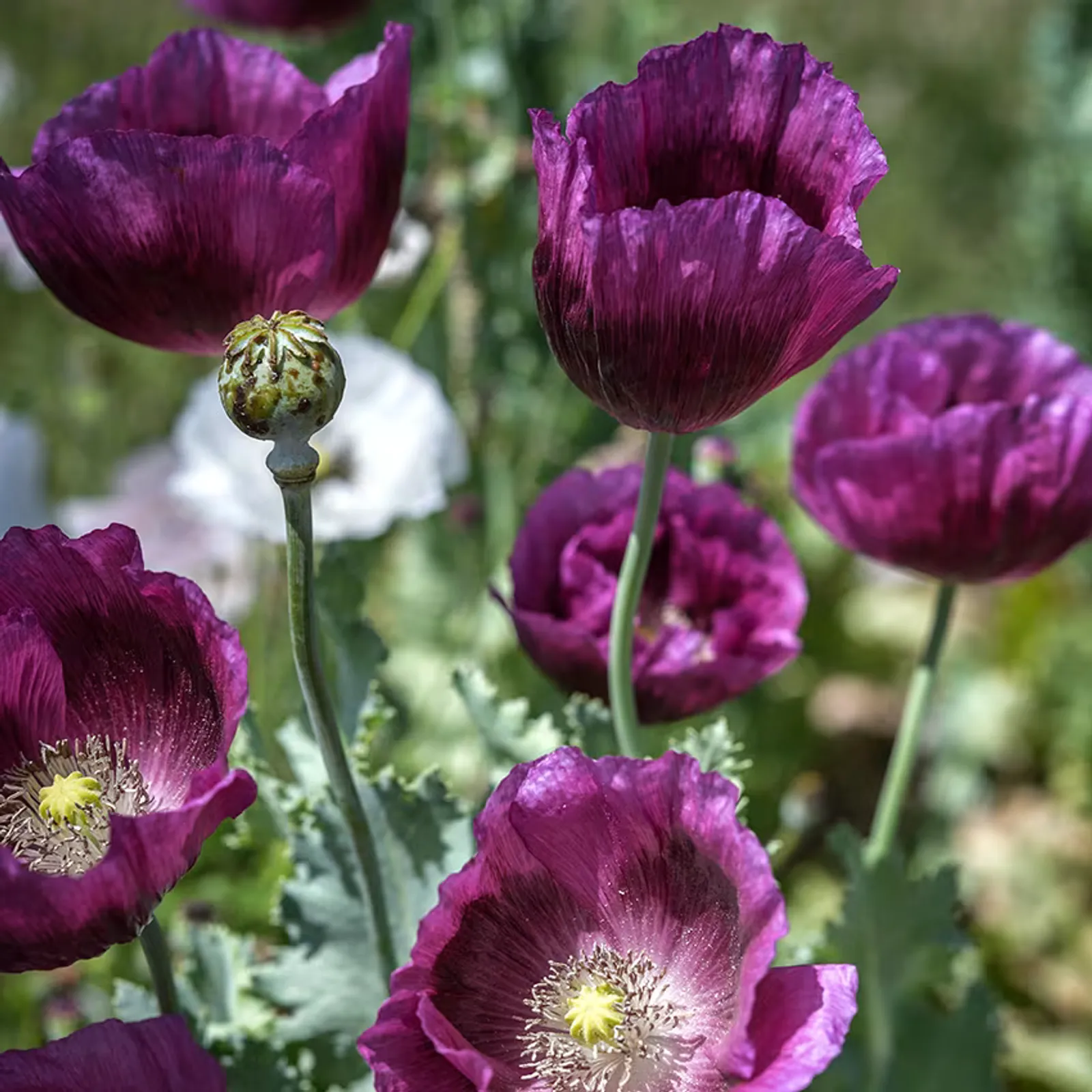 Lauren's Grape Poppies