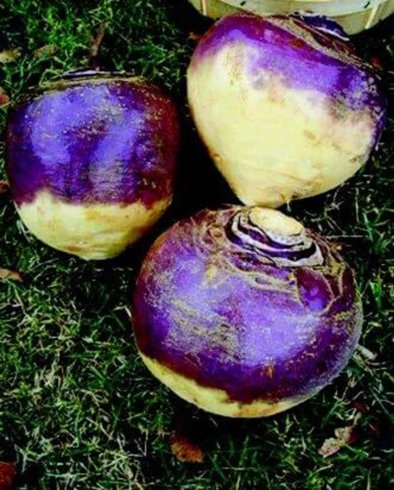 Laurentian Rutabaga