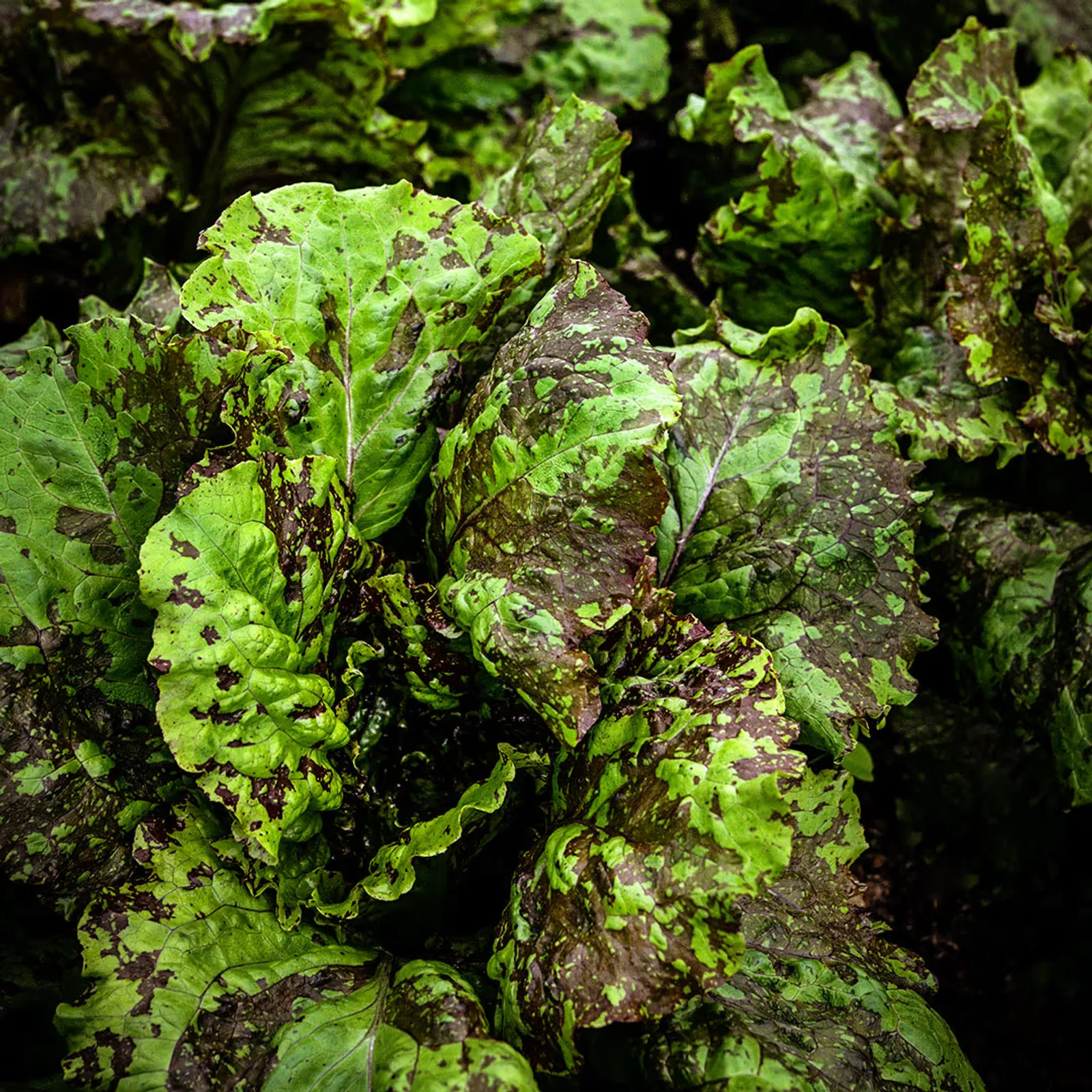 Lava Lamp Red Romaine Lettuce