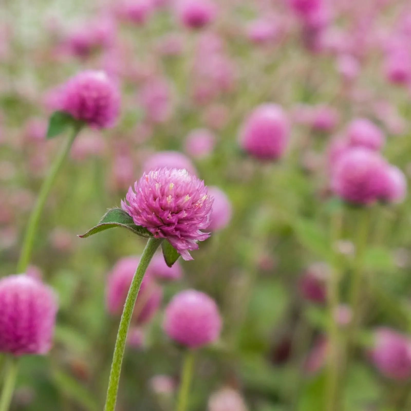 Lavender Lady Gomphrena Amaranth