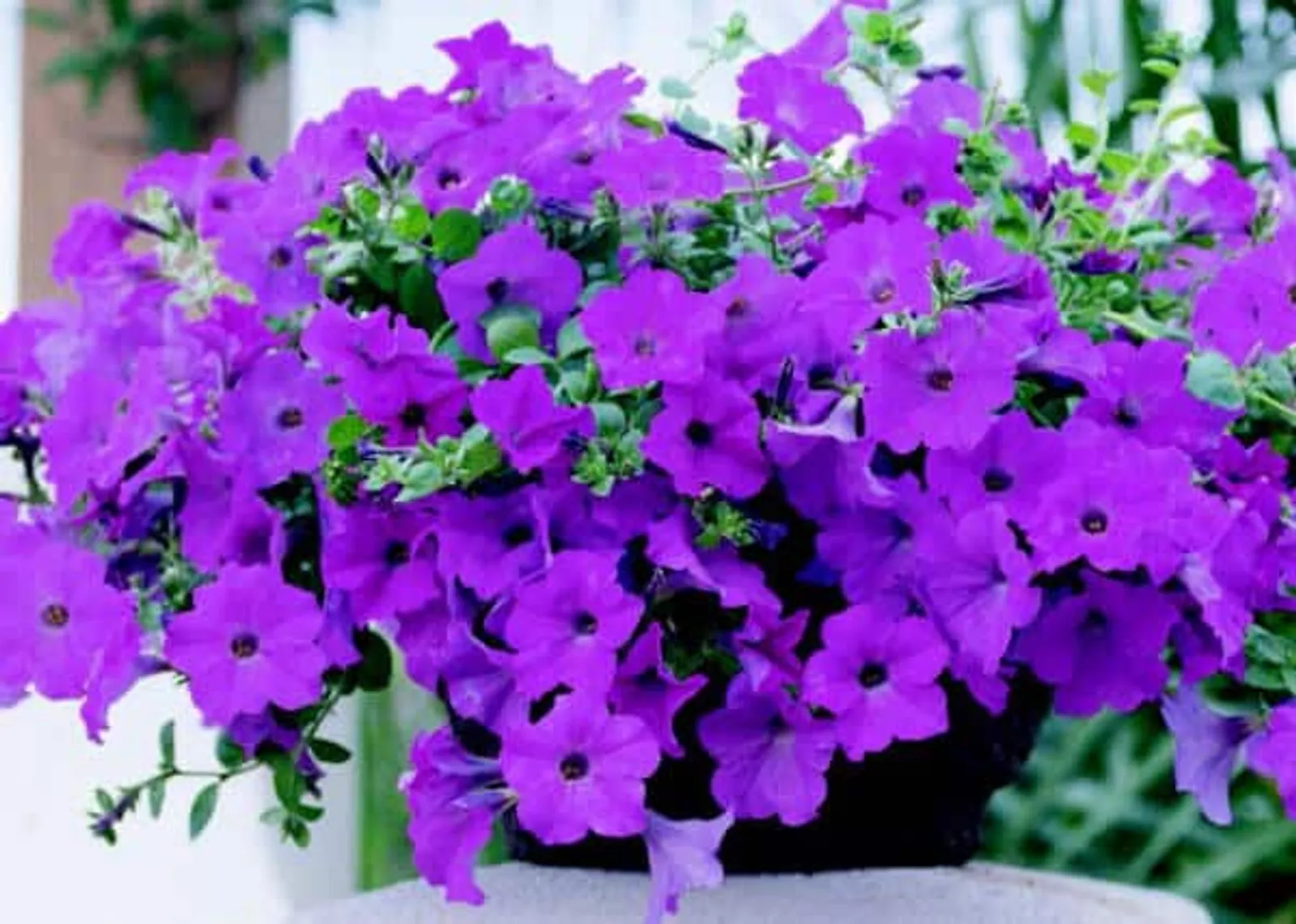 Lavender Wave Petunia