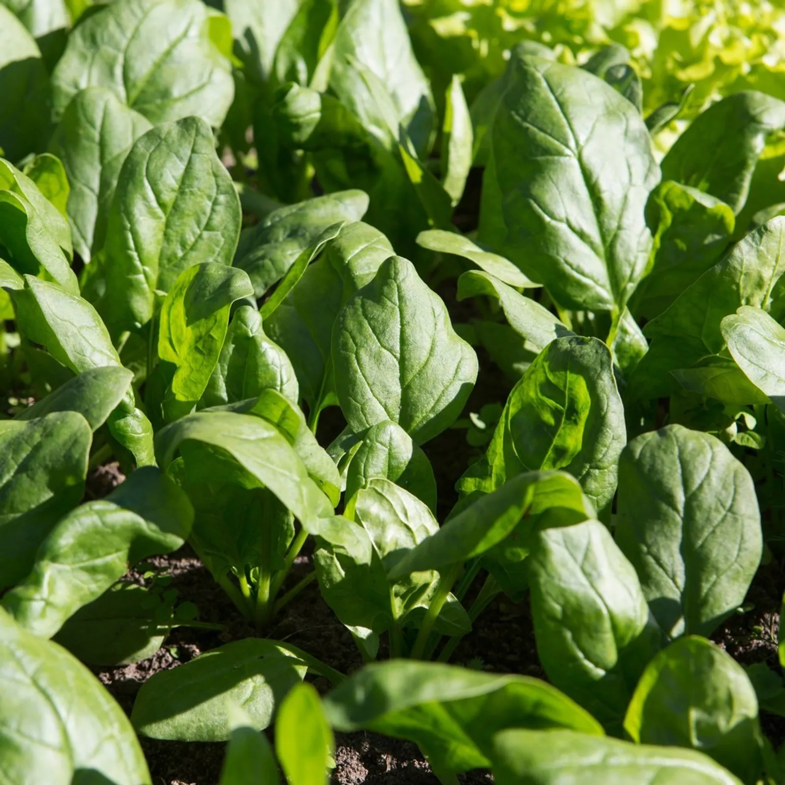 Lavewa Spinach