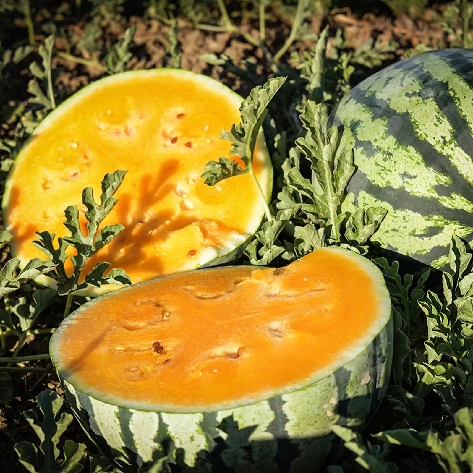 Leelanau Sweetglo Watermelon