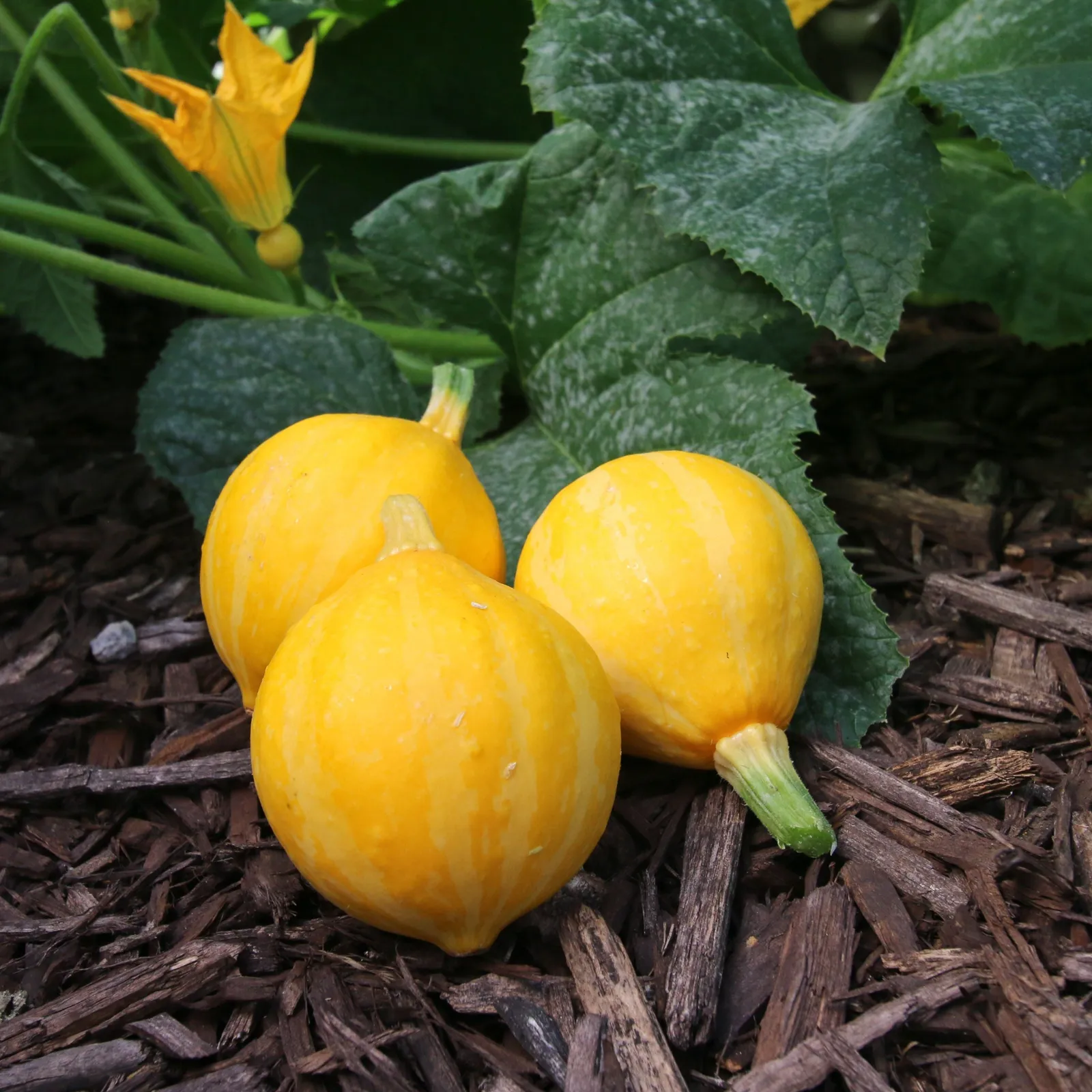 Lemon Drop Squash