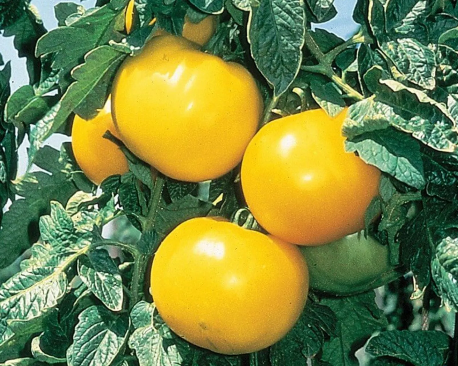 Lemon Boy Tomatoes