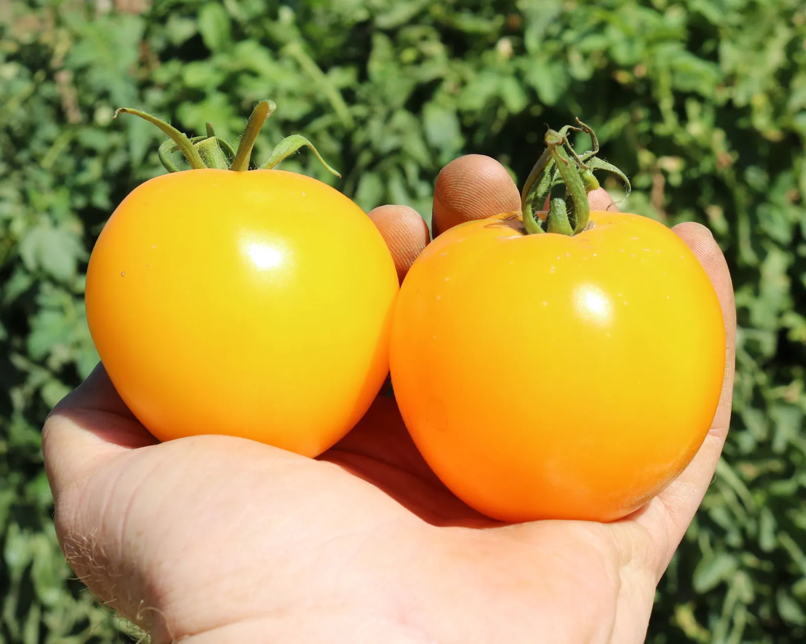 Lemon Boy Plus Tomatoes