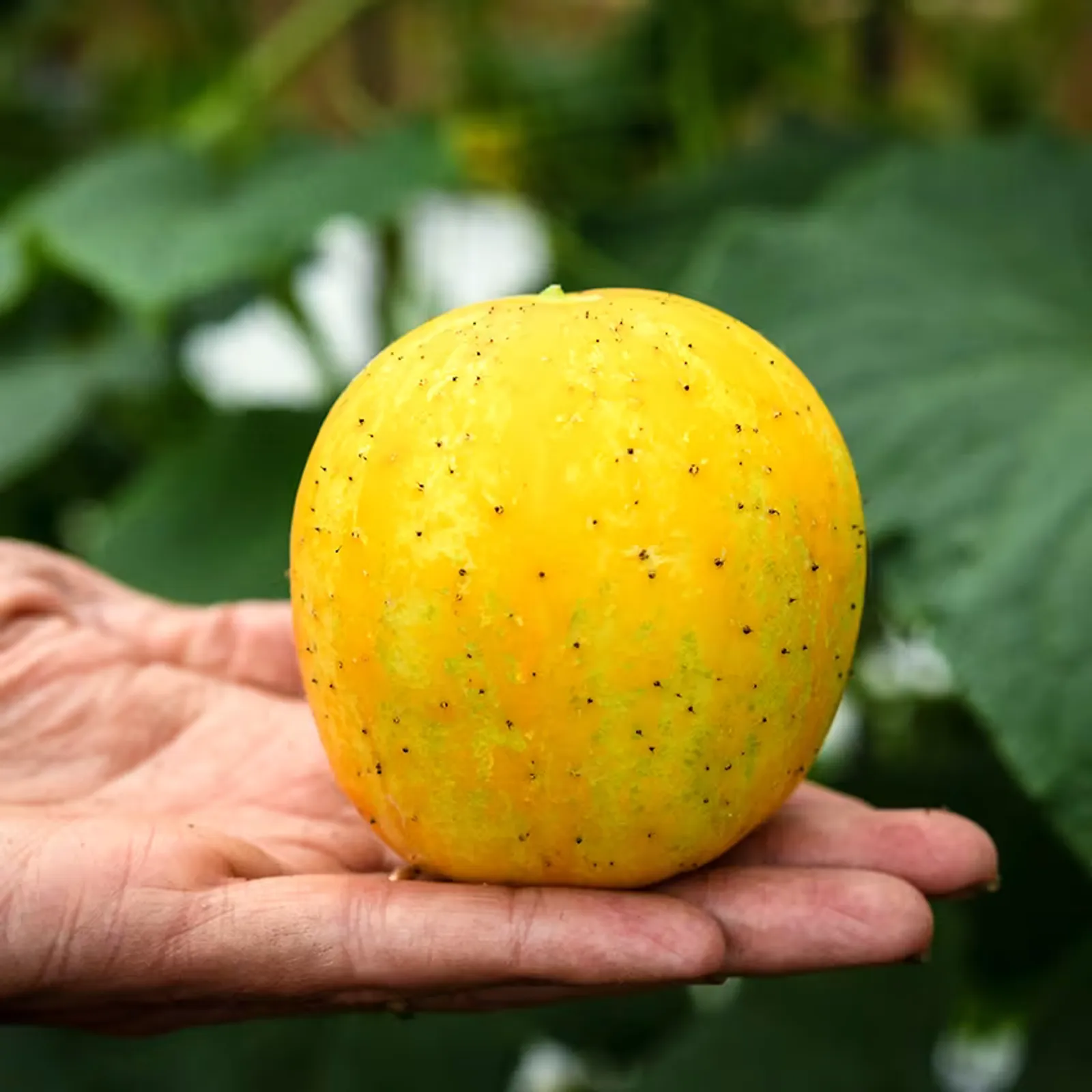 Lemon Cucumbers