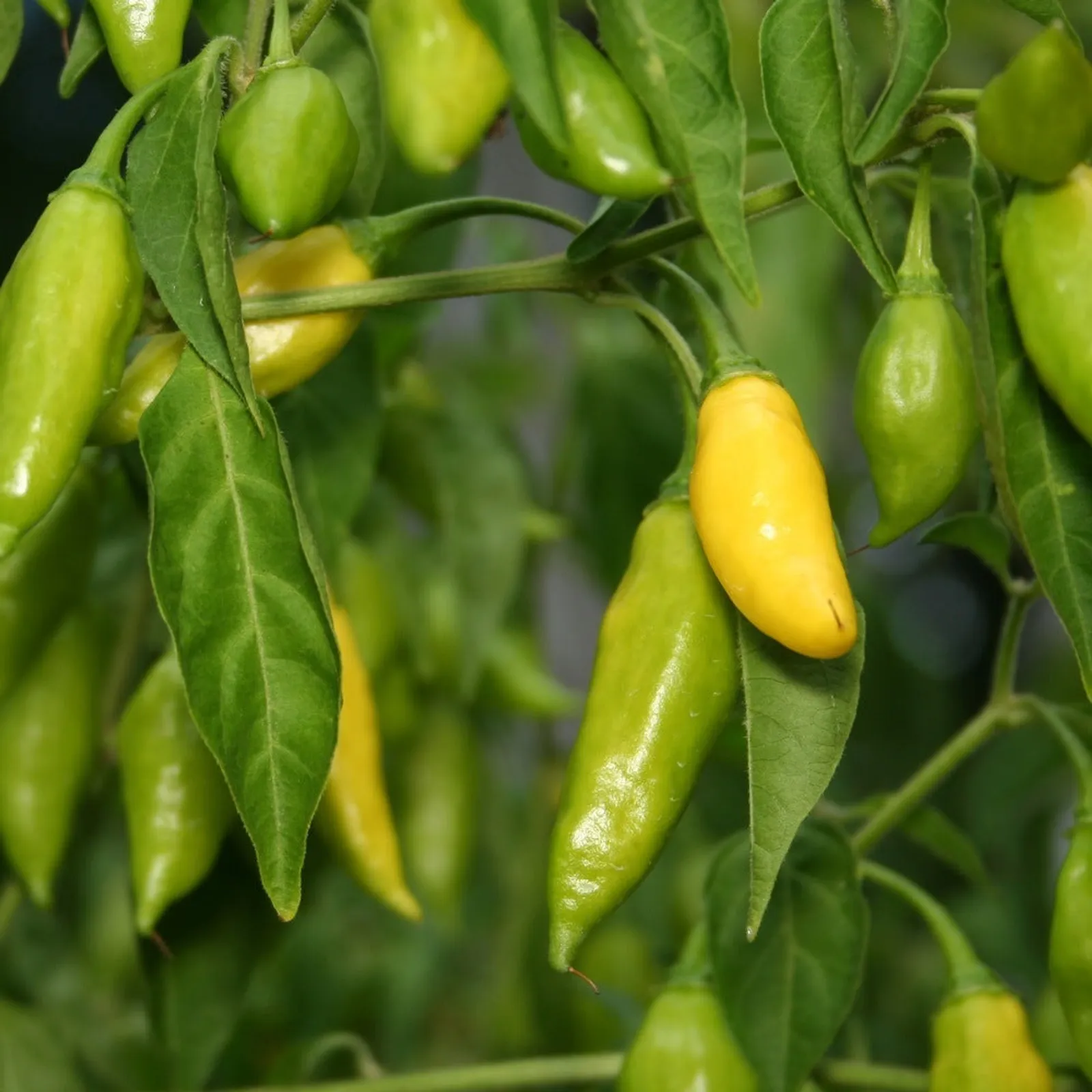 Lemon Drop Peppers