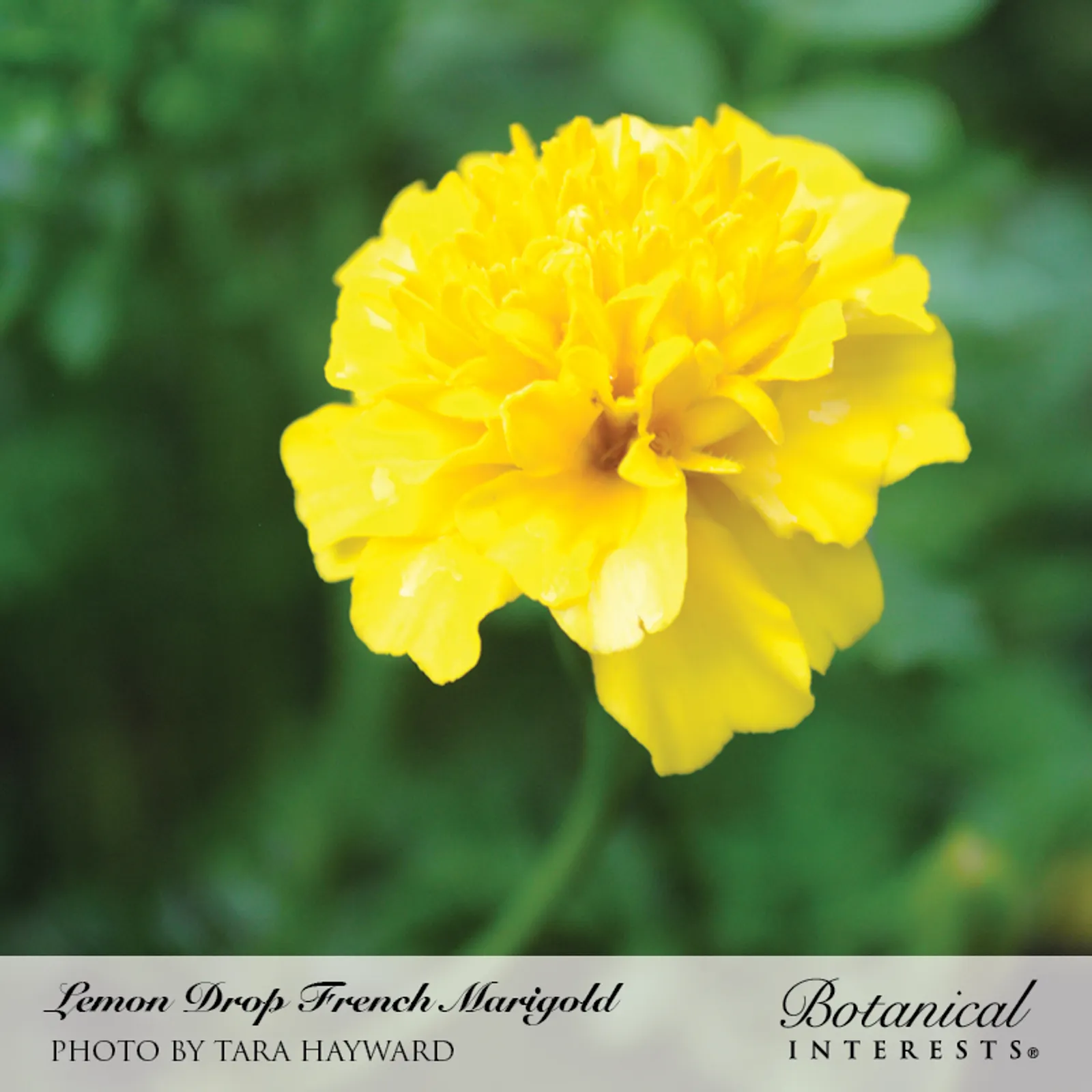 Lemon Drop French Marigold