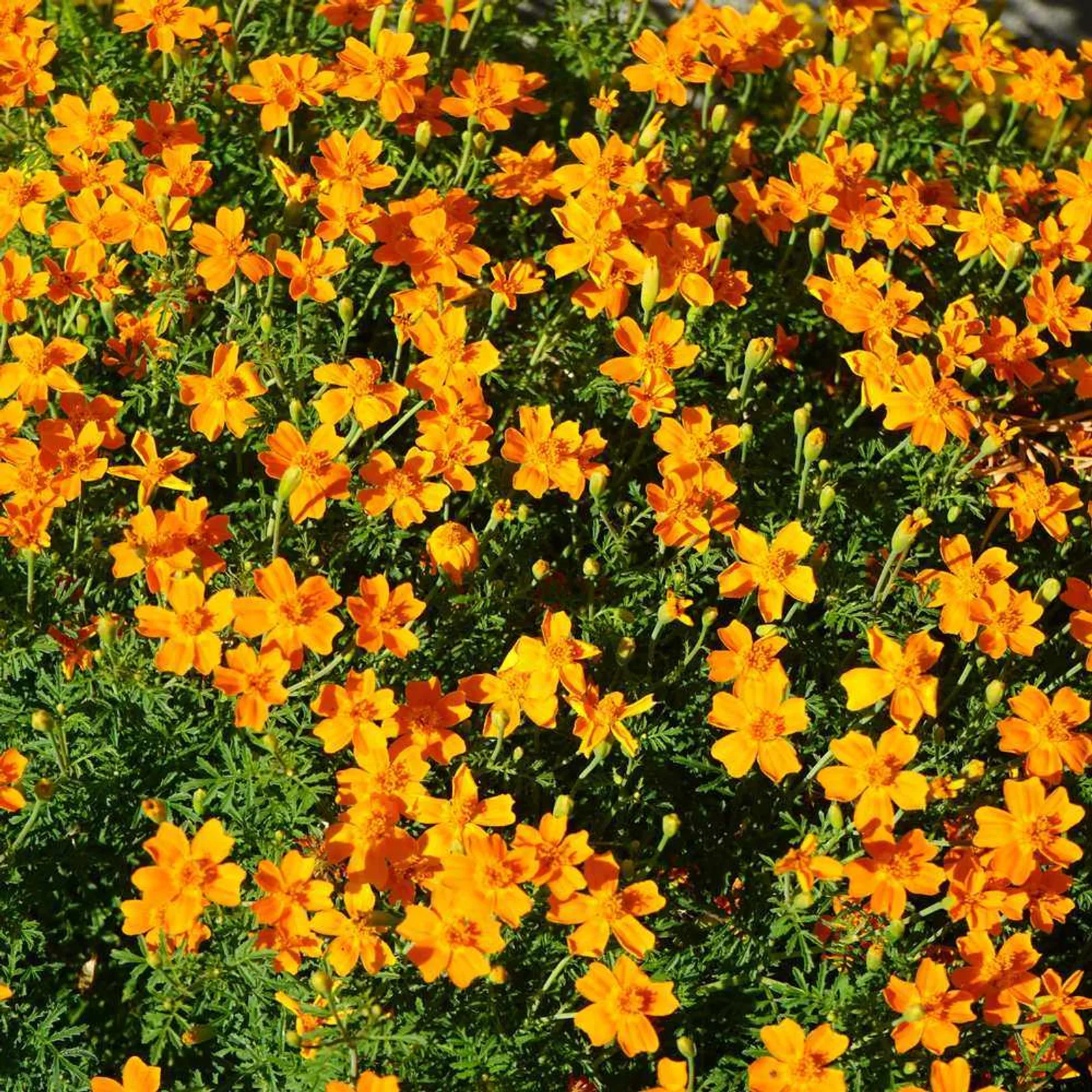 Signet Marigold