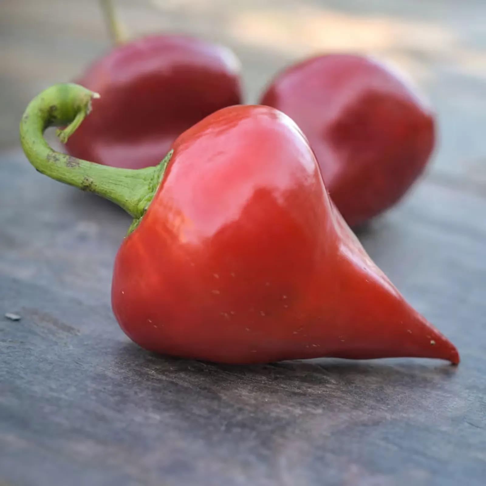 Lesya Peppers