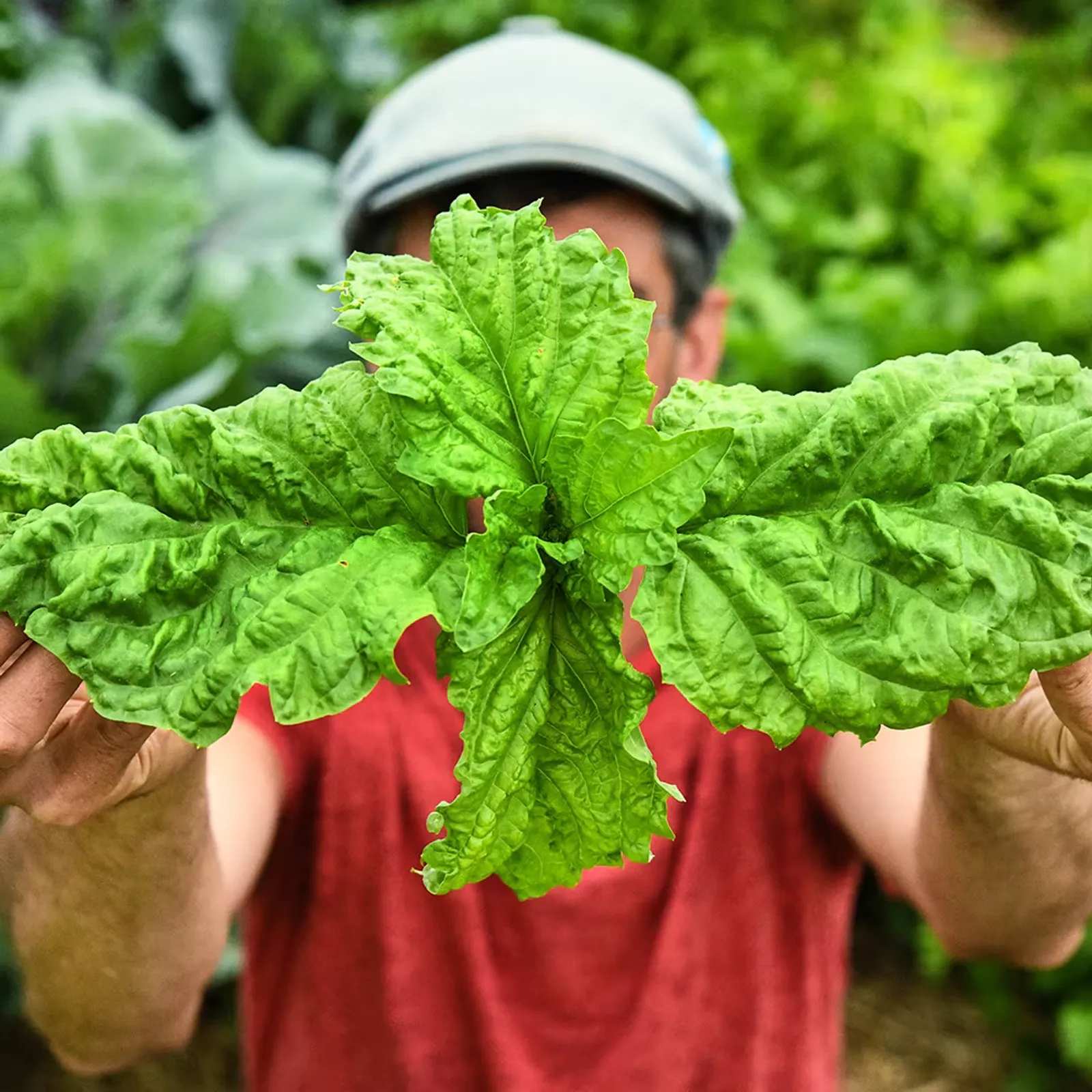 Lettuce Basil