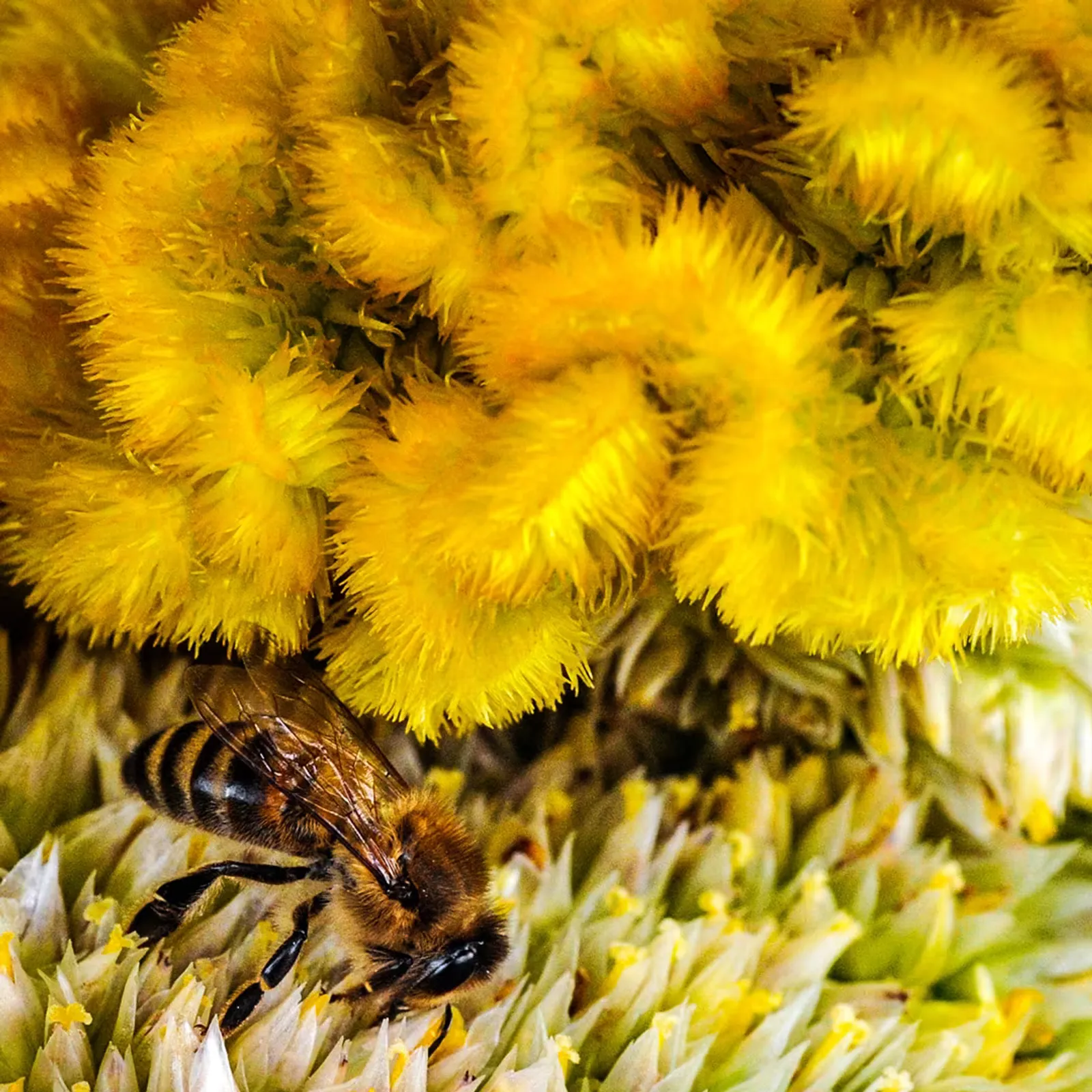 Lightning Yellow Celosia
