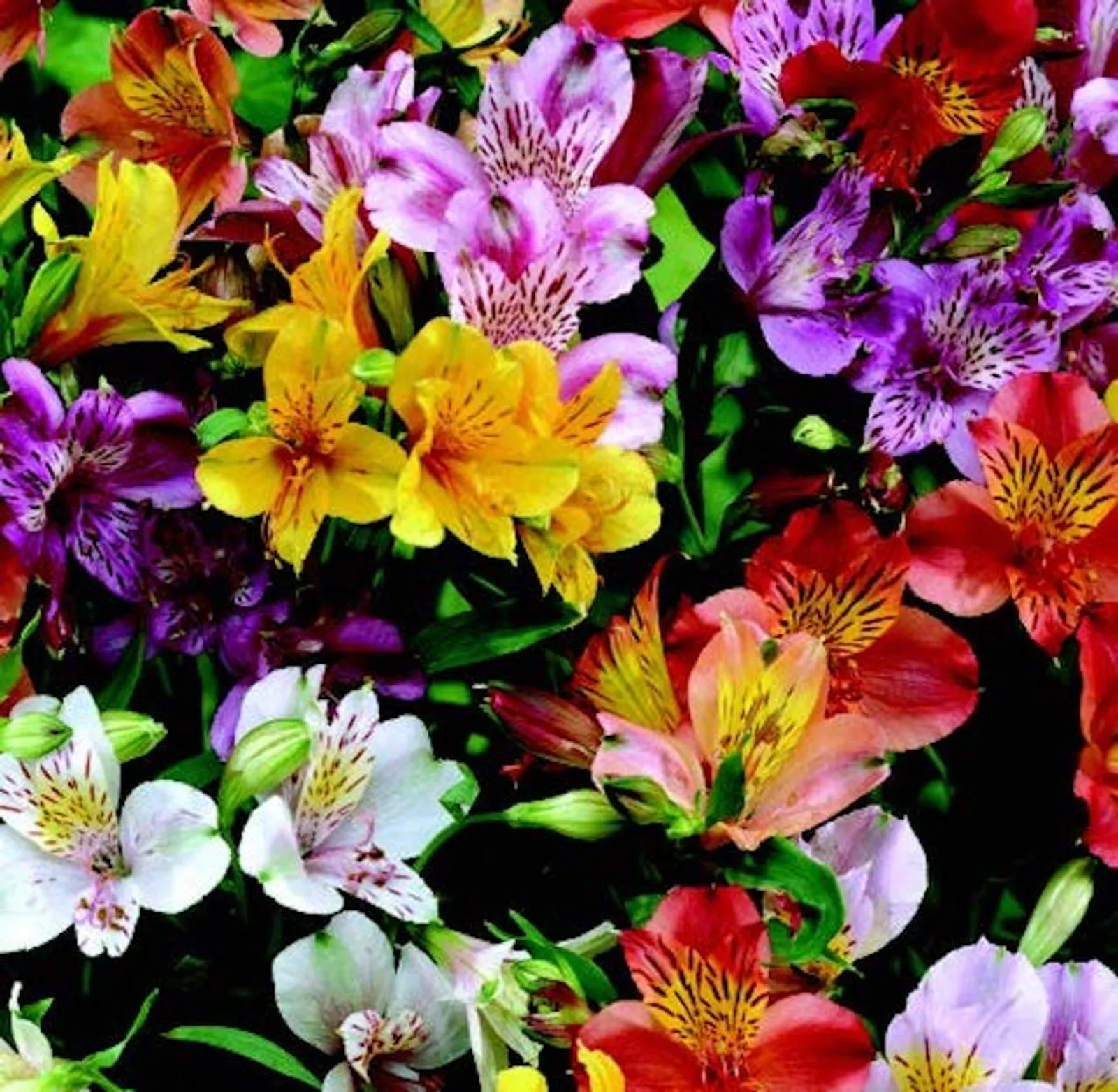 Ligtu Hybrids Alstroemeria