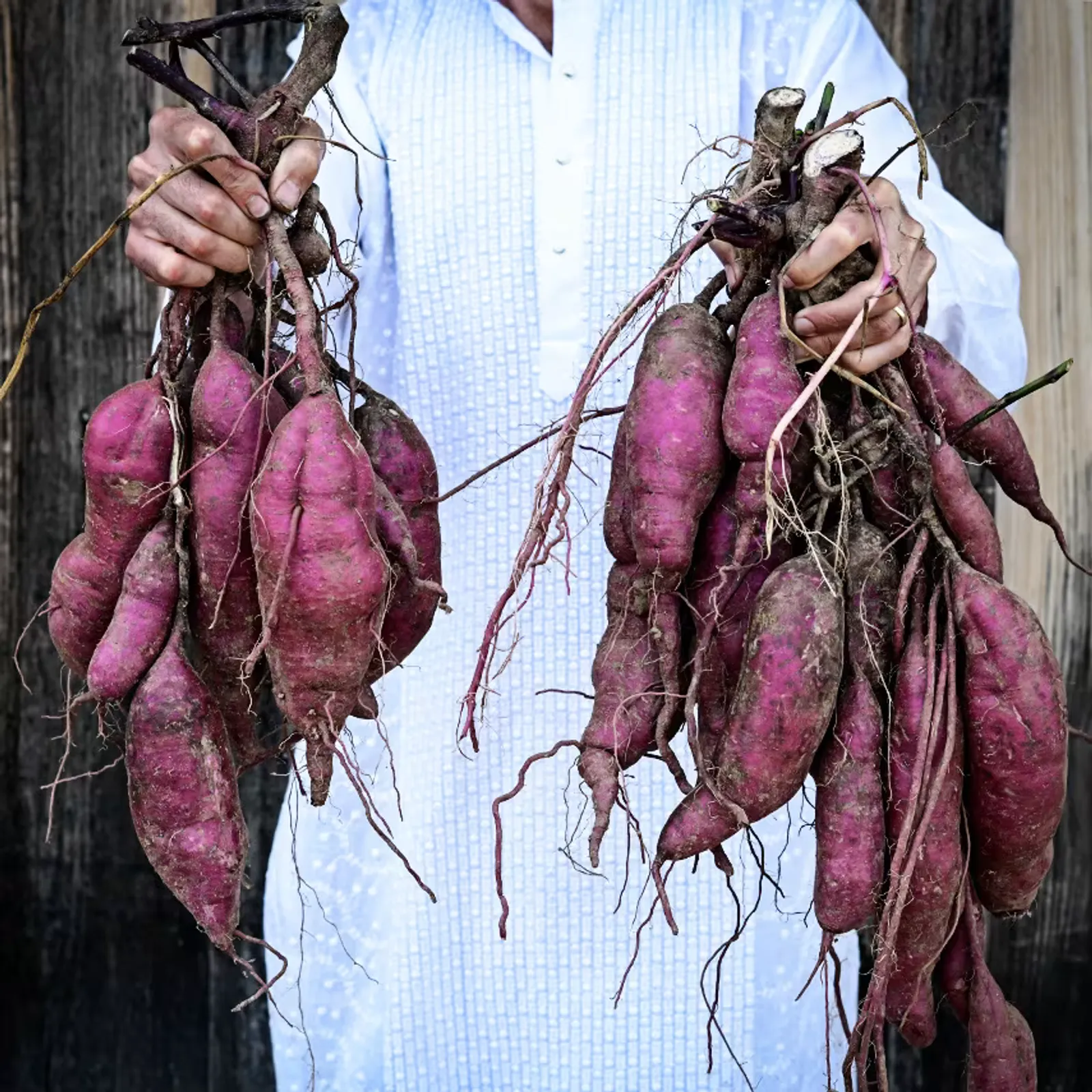 Lilac Beauty Sweet Potatoes