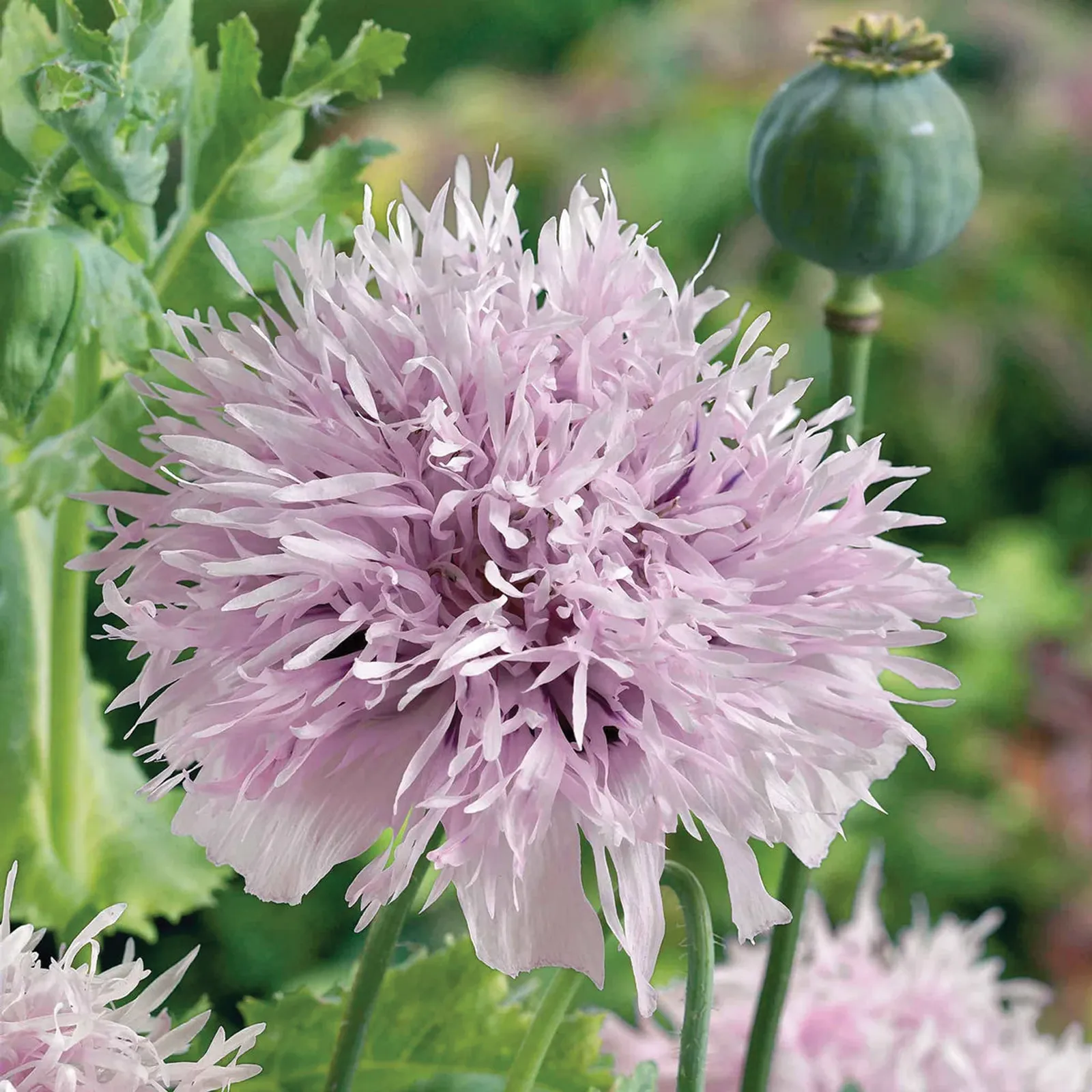 Lilac PomPom Poppies